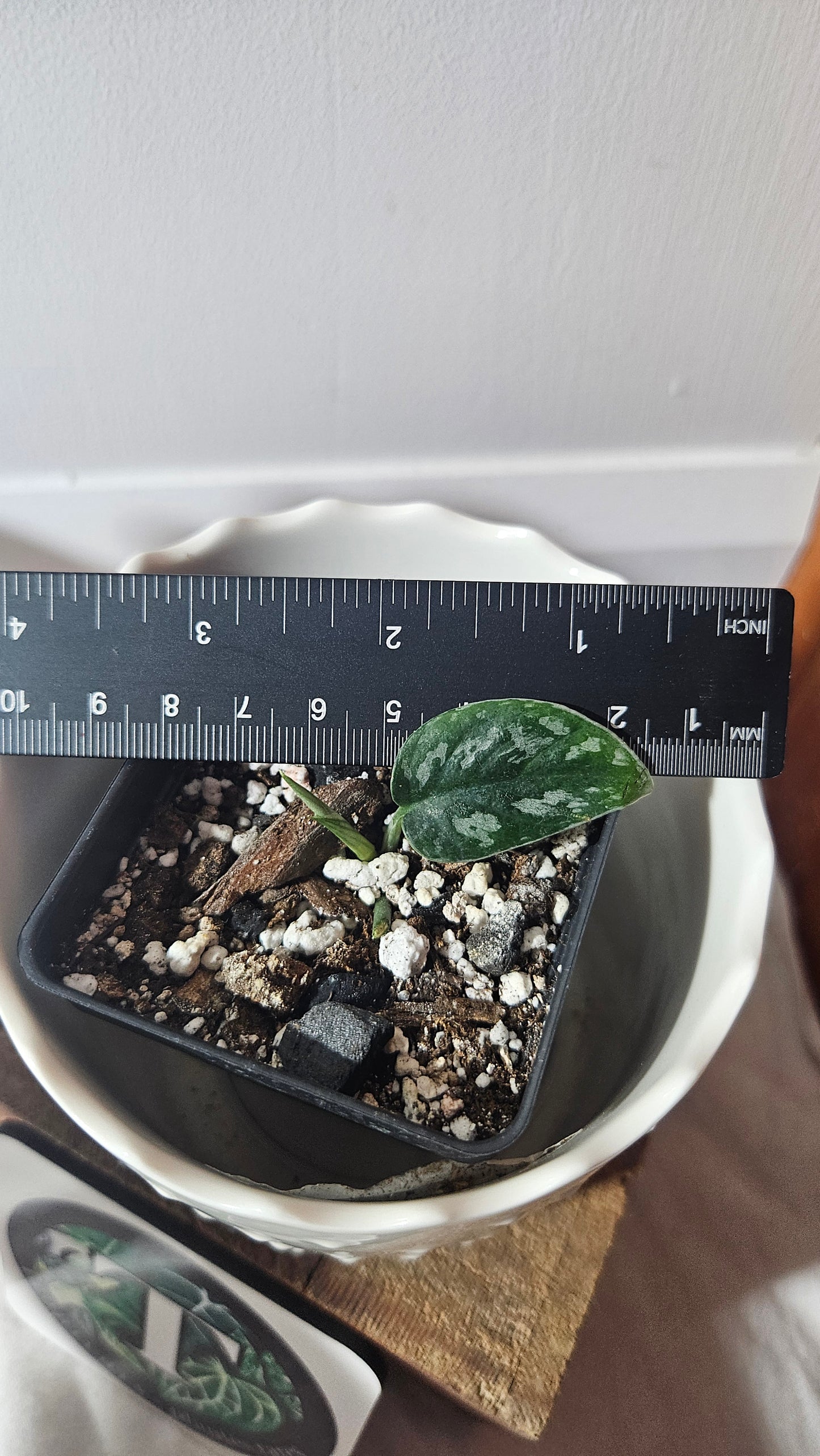 Scindapsus Dark Tricolore (SCI-931)