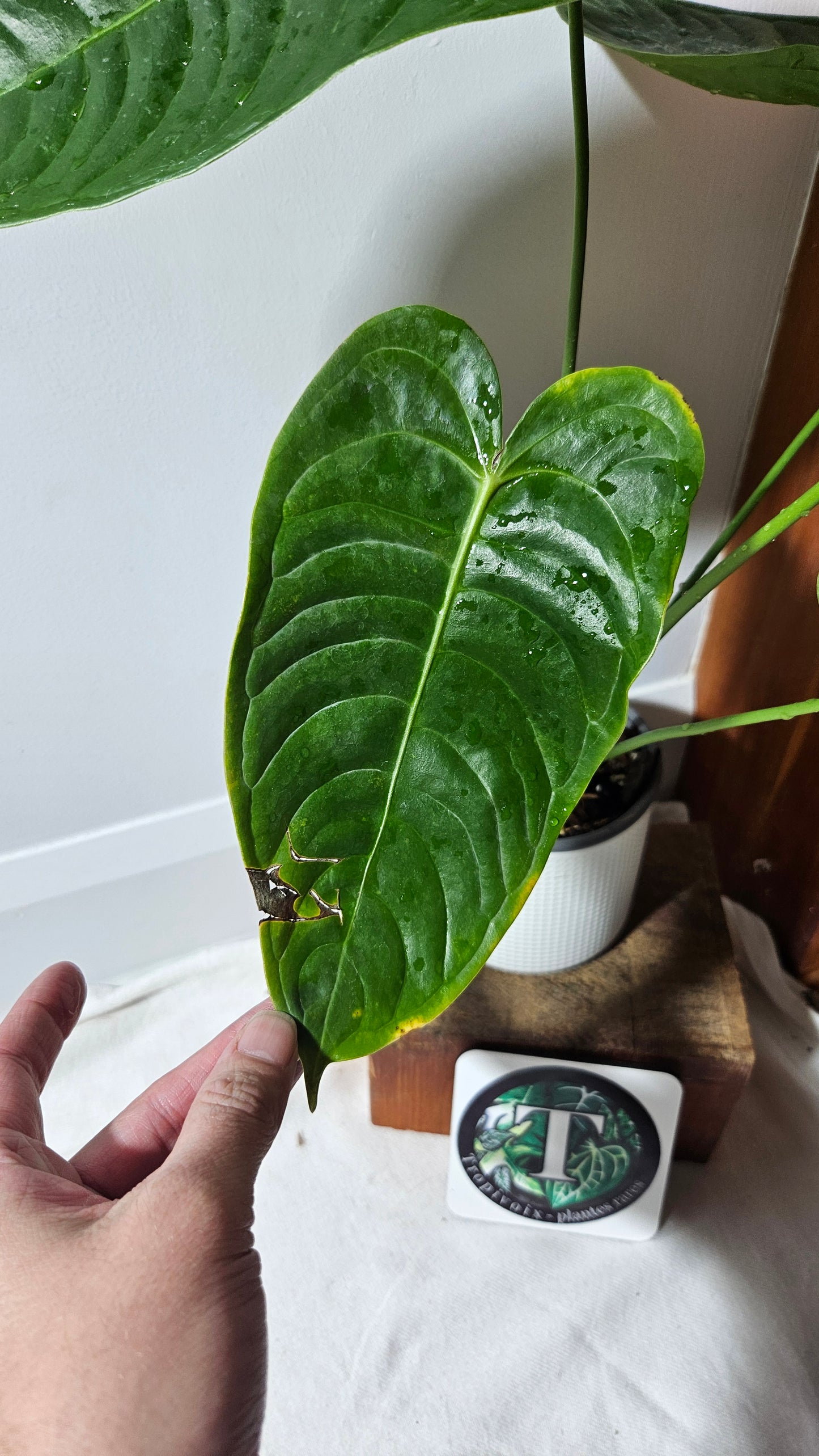 Anthurium Veitchii Narrow "format LARGE" (ANT-643)