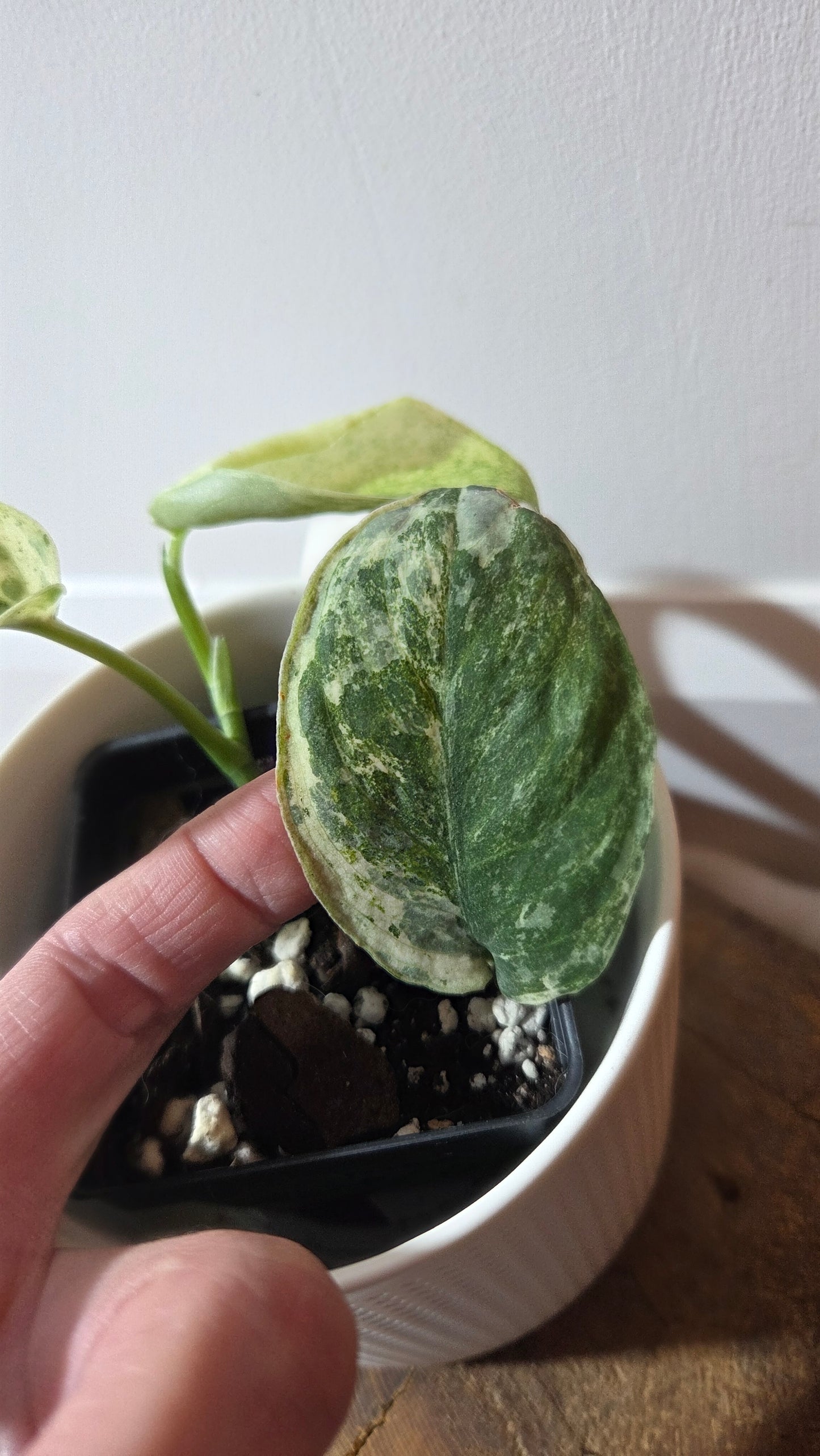 Scindapsus Silver Splash Tricolore (SCI-1367)