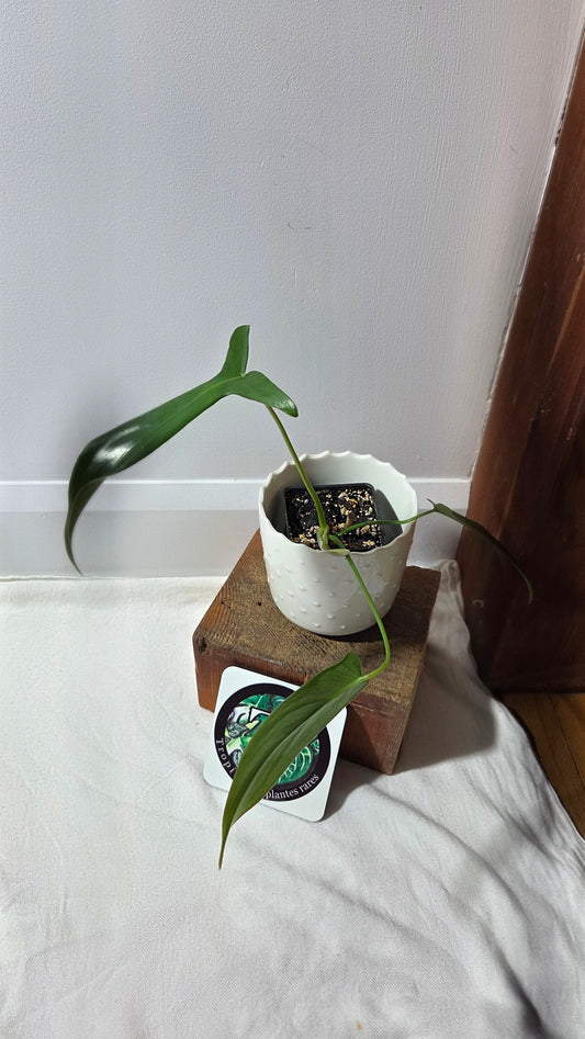 Philodendron Gladhands (PHI-960)