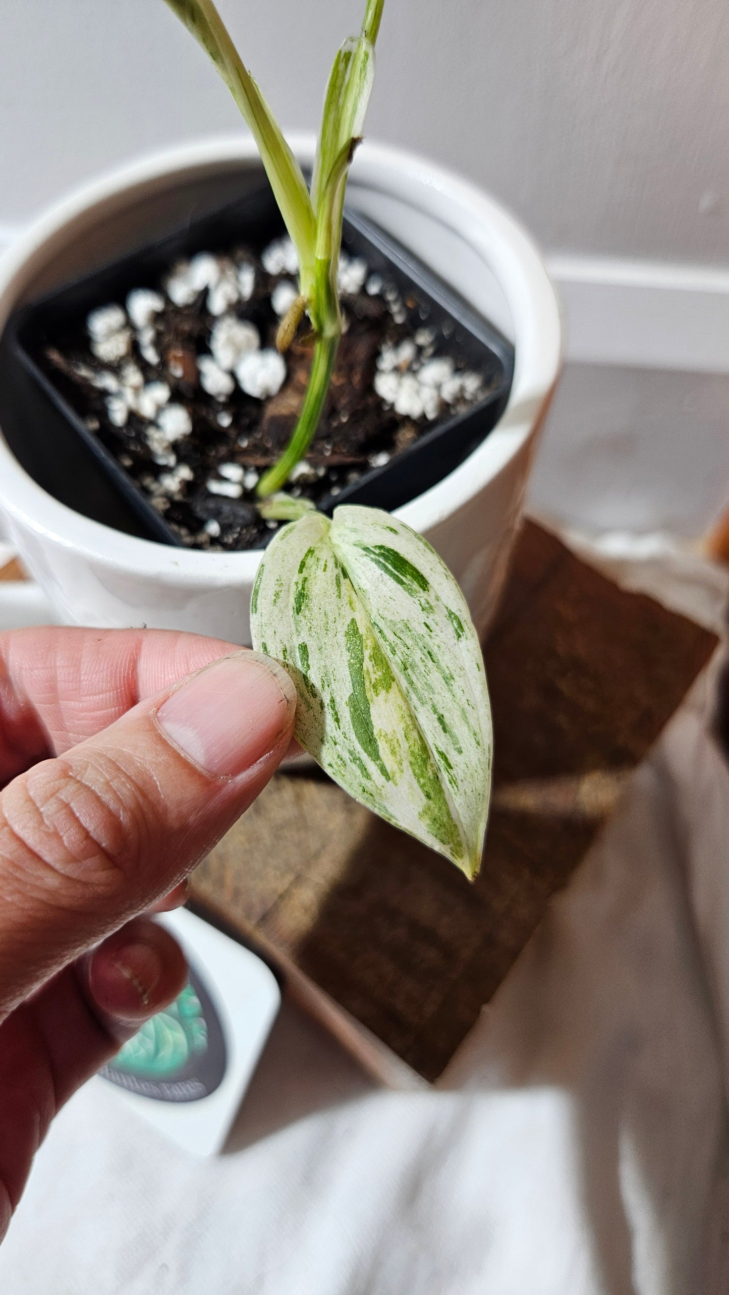 Scindapsus Blue Salaka (SCI-1160)