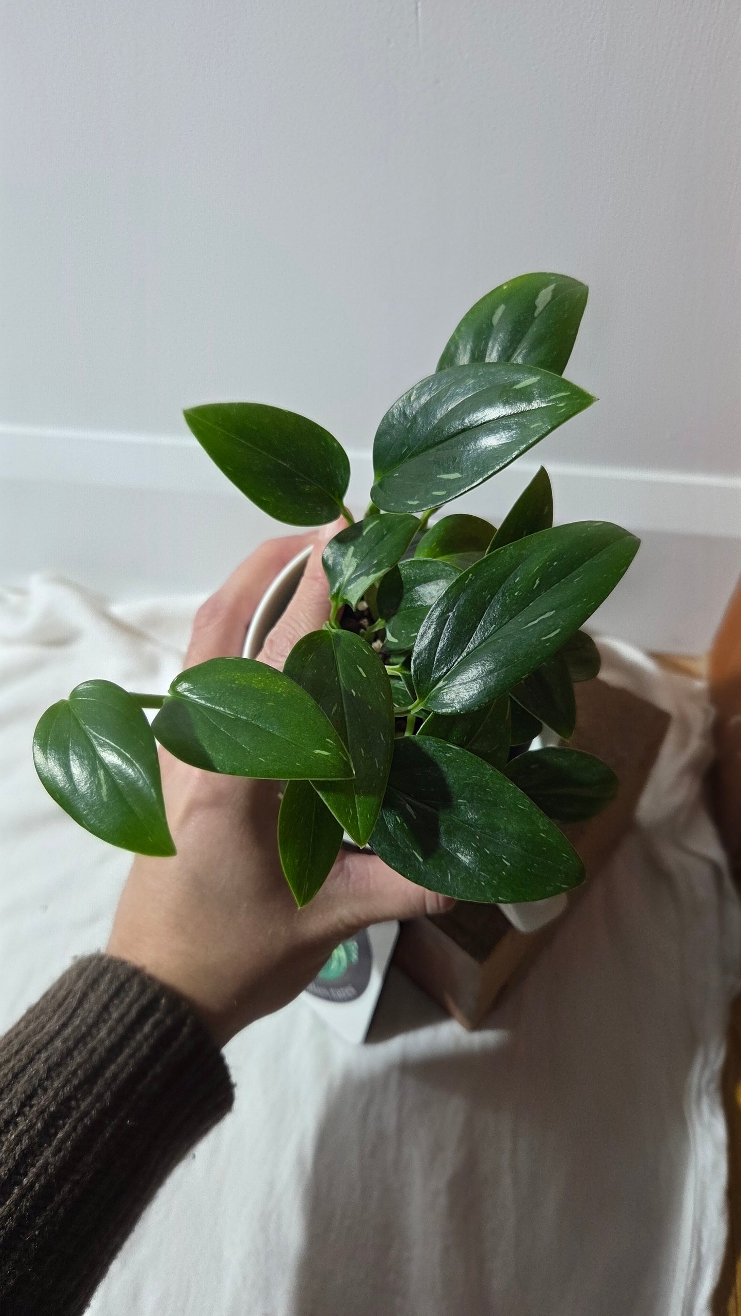 Monstera Standleyana Albo (MON-212)