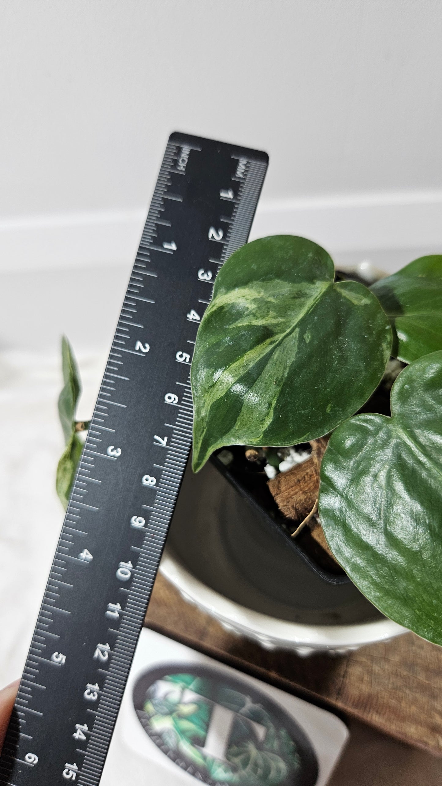 Philodendron Hederaceum Variegata (PHI-541)