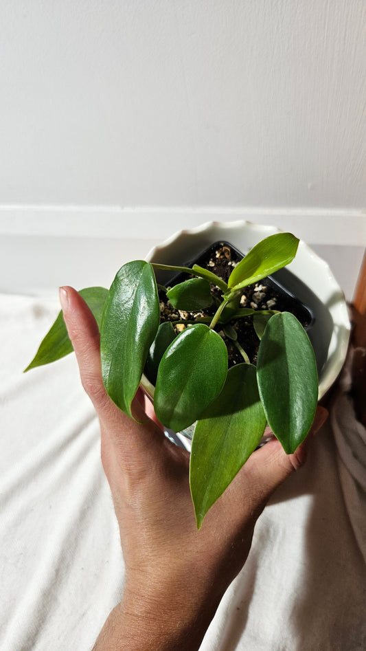 Philodendron Mayoi (PHI-855)