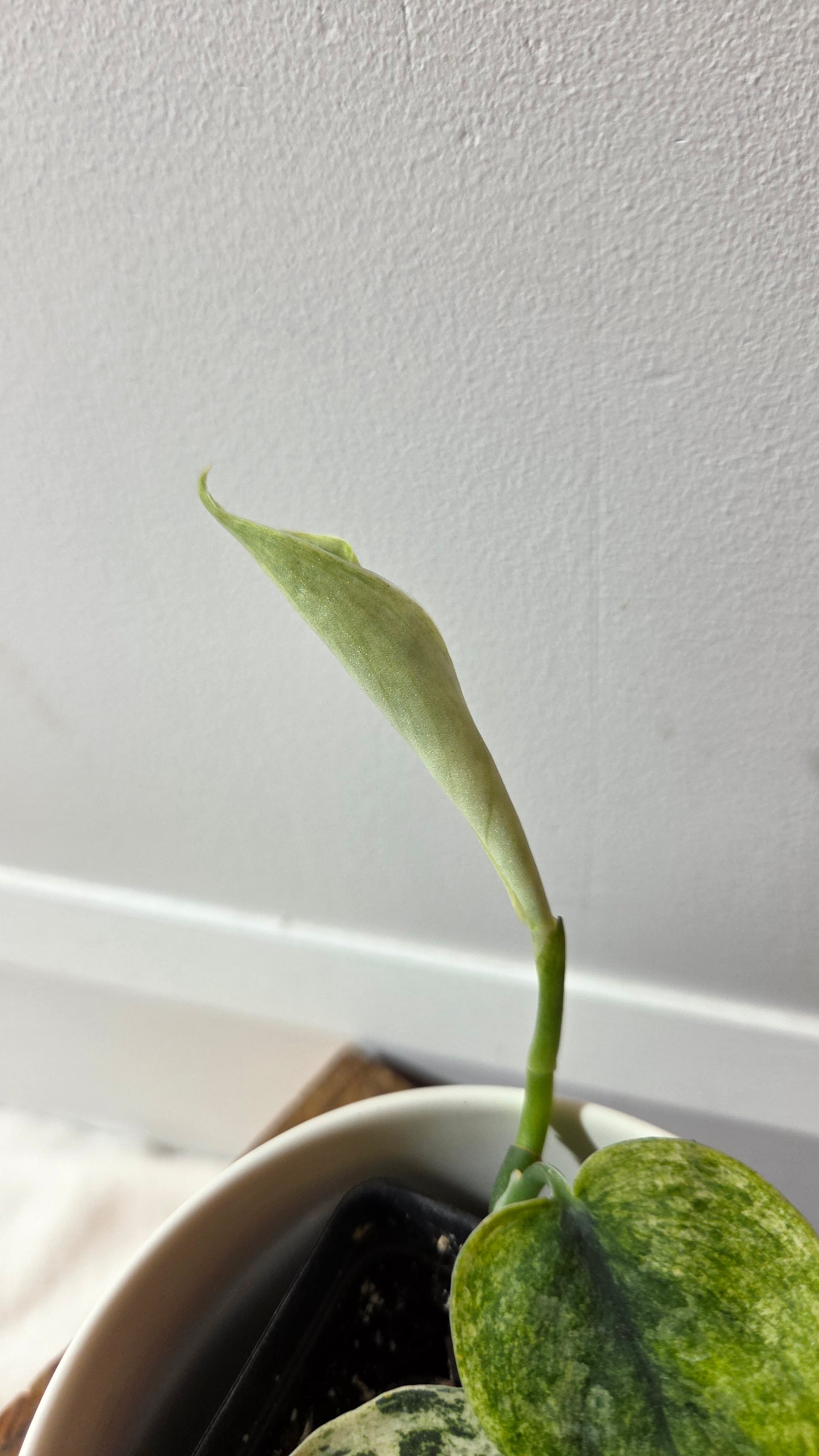 Scindapsus Silver Cloud variegata (SCI-1417)