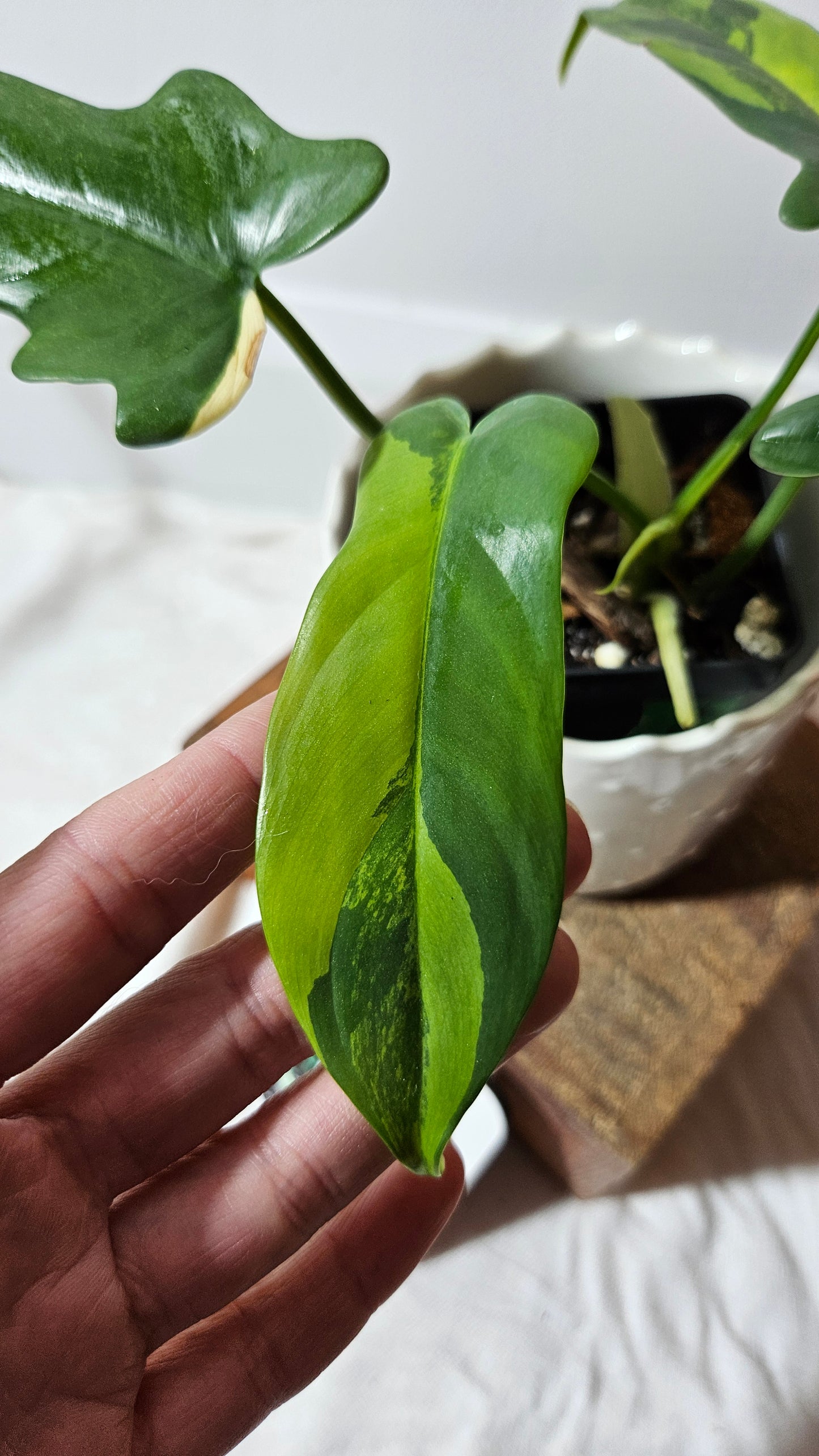 Philodendron Violin Variegata (PHI-584)