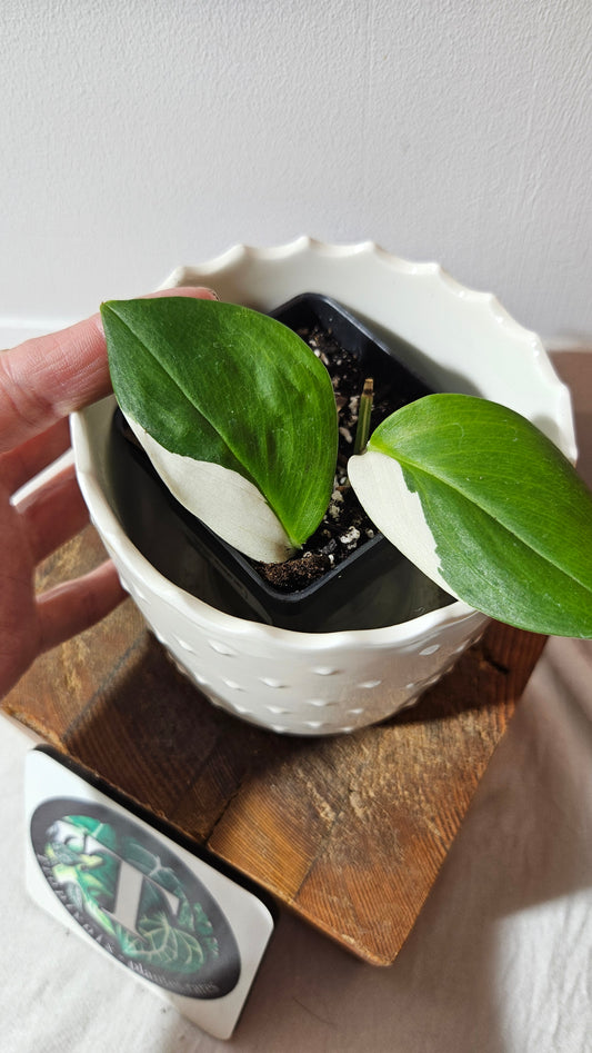 Scindapsus Moonlight Albo (SCI-977)