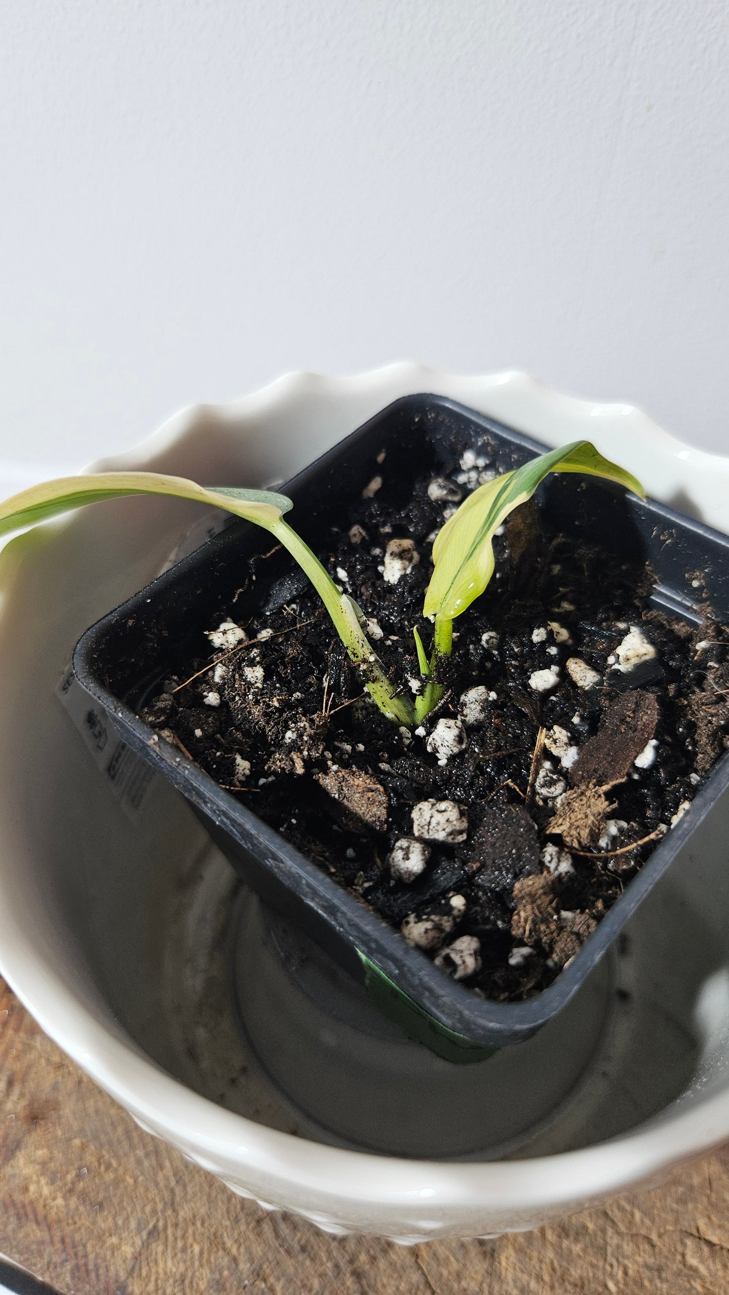 Philodendron Violin Variegata (PHI-732)