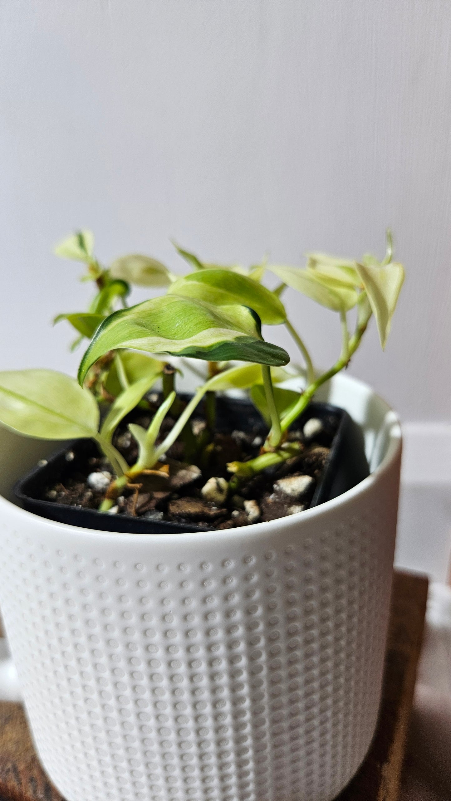 Philodendron Hederaceum Cream Splash (PHI-850)