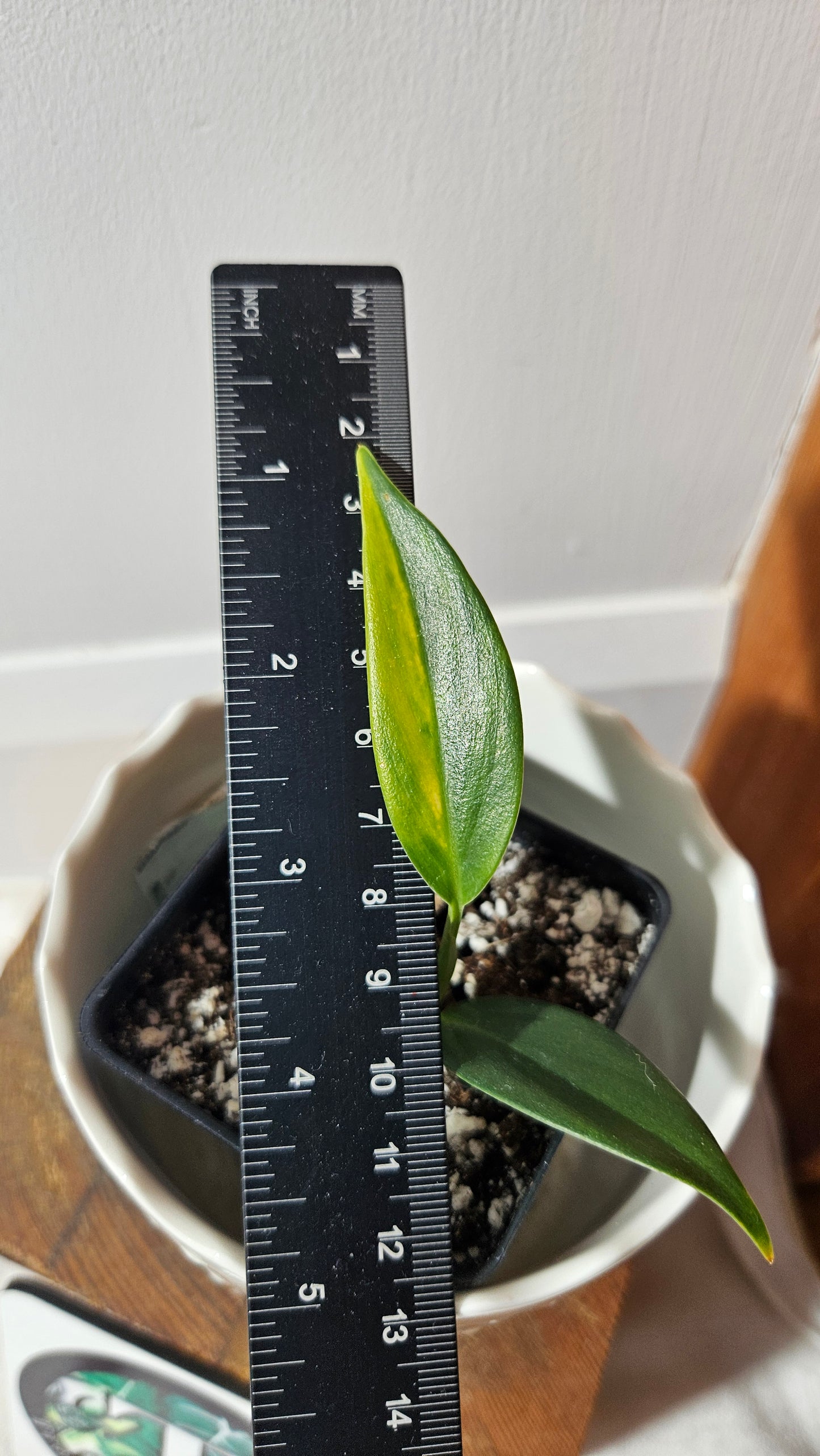 Scindapsus Coriaceus Aurea(SCI-785)