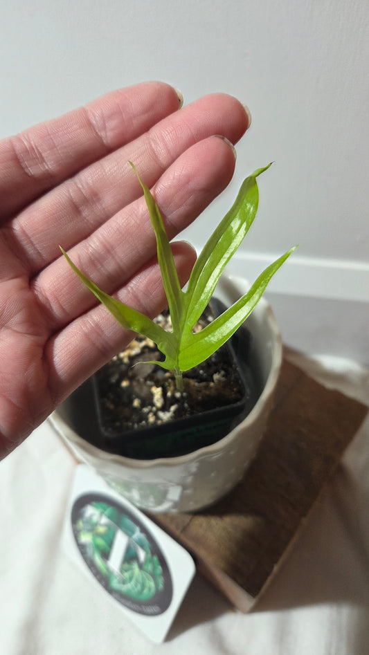 Amydrium Zippelianum (AMY-026)