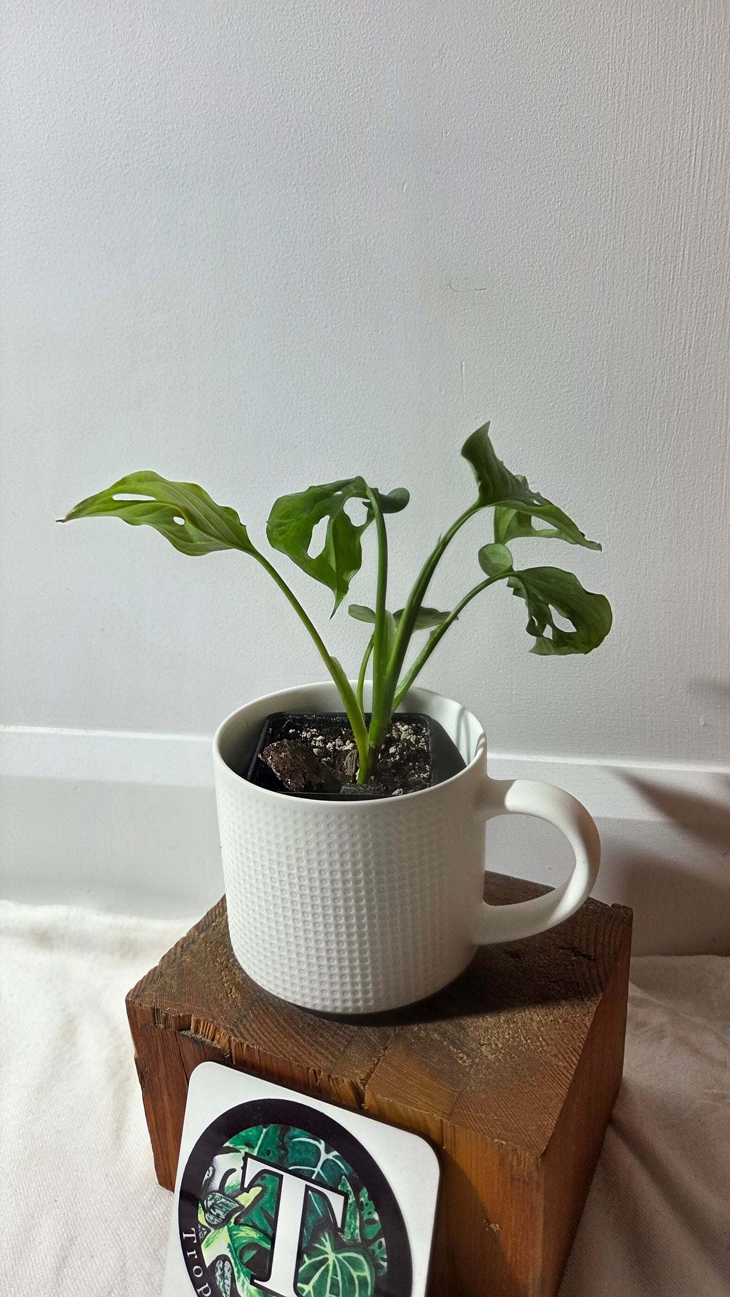 Monstera Obliqua Aff Cuyabeno (MON-504)