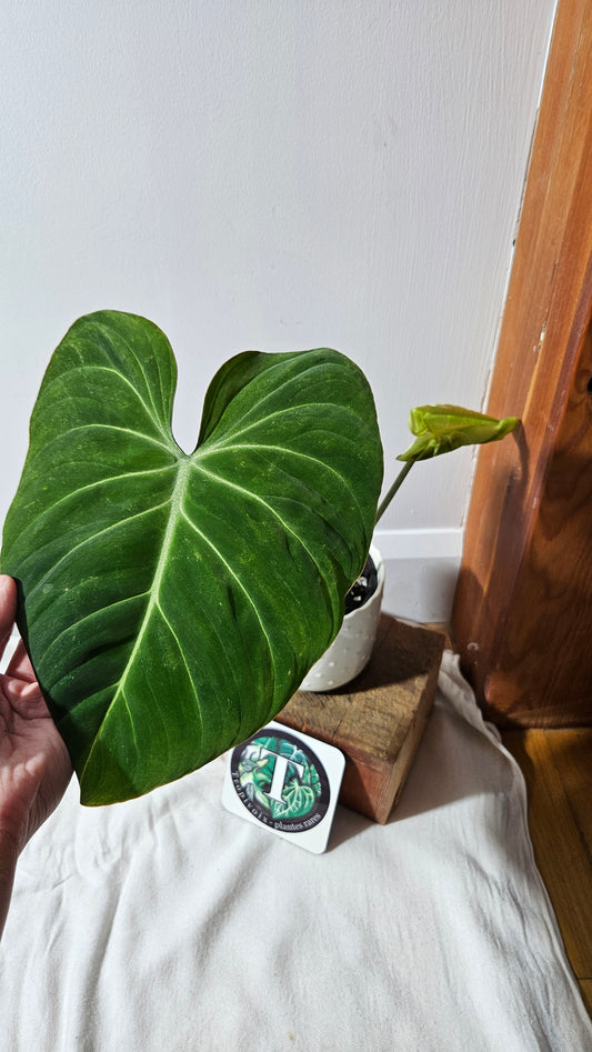 Philodendron Gloriosum (PHI-924)