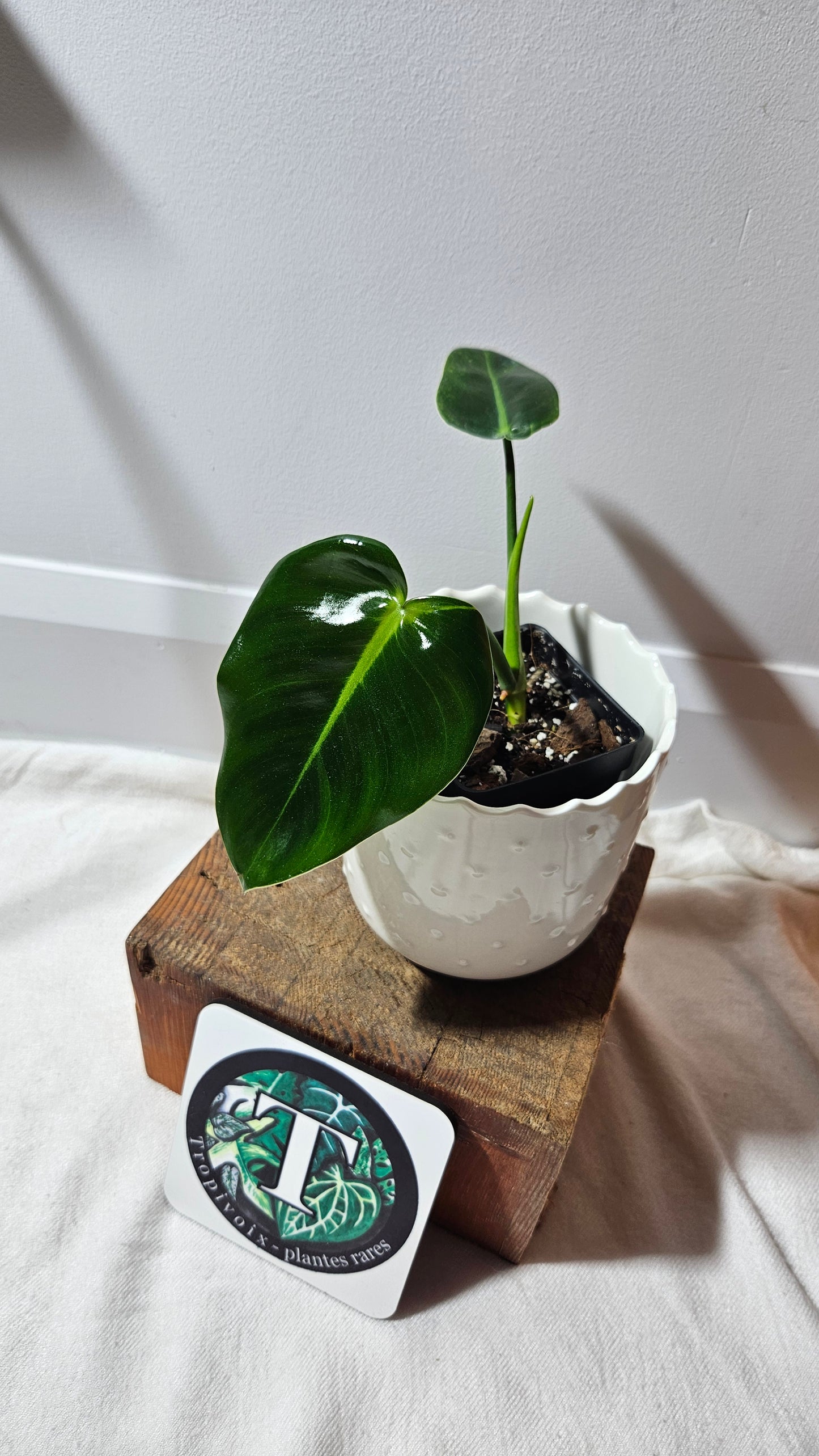 Philodendron Ilsemanii Green (PHI-527)