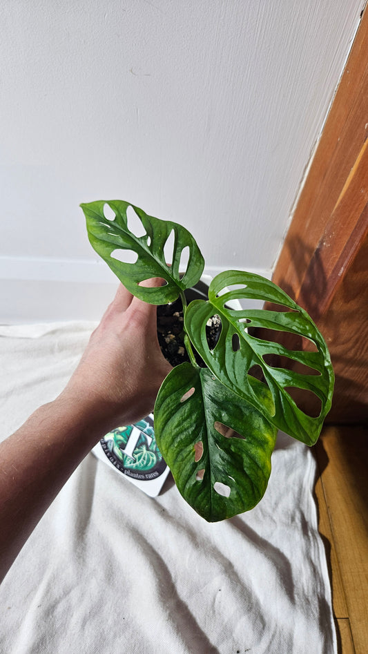Monstera Laniata (MON-400)