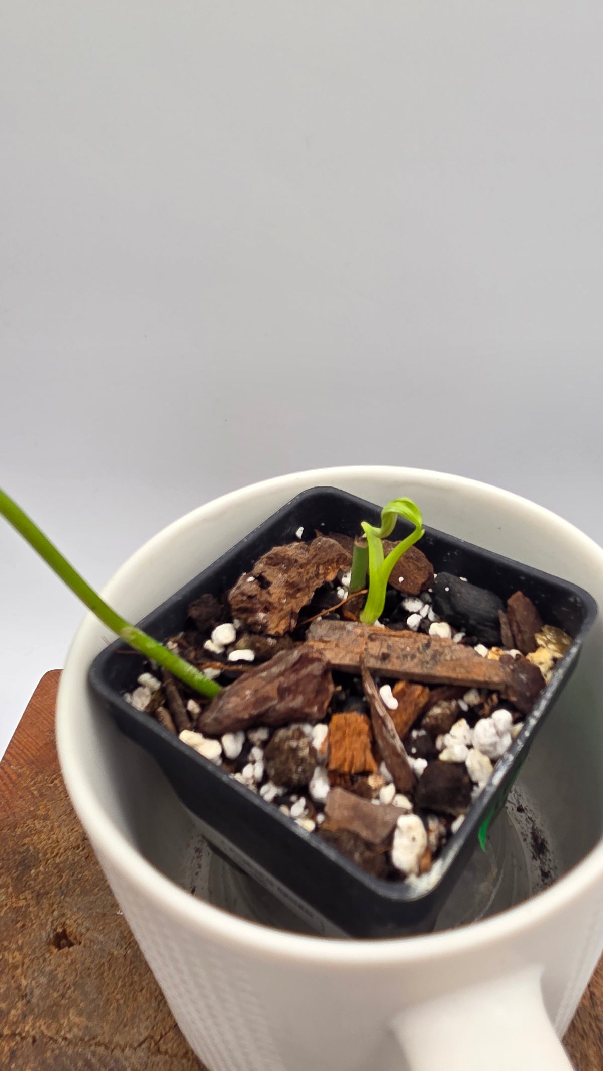 Philodendron Splendide (PHI-1095)