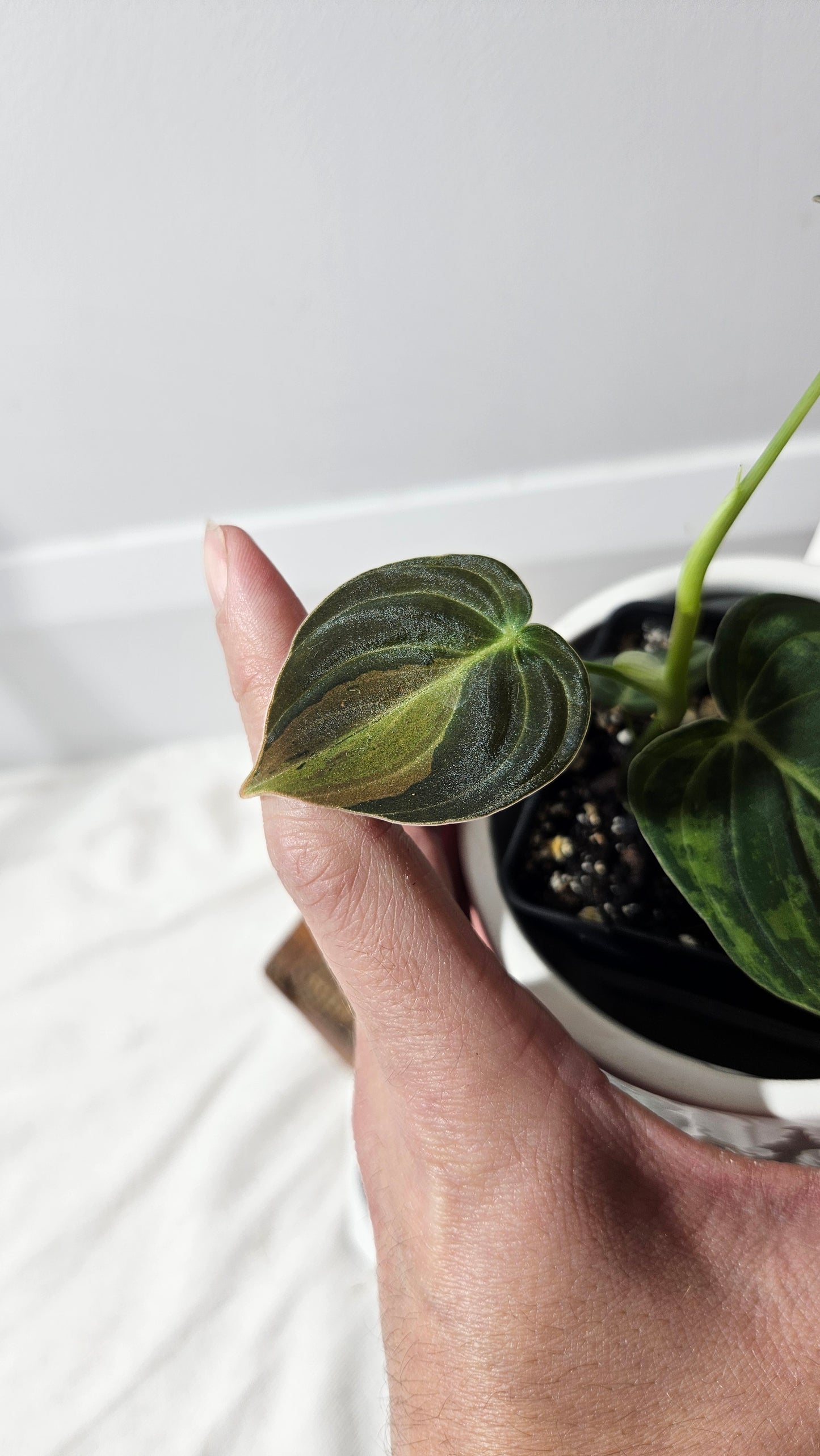 Philodendron Melanochrysum Variegata (PHI-611)