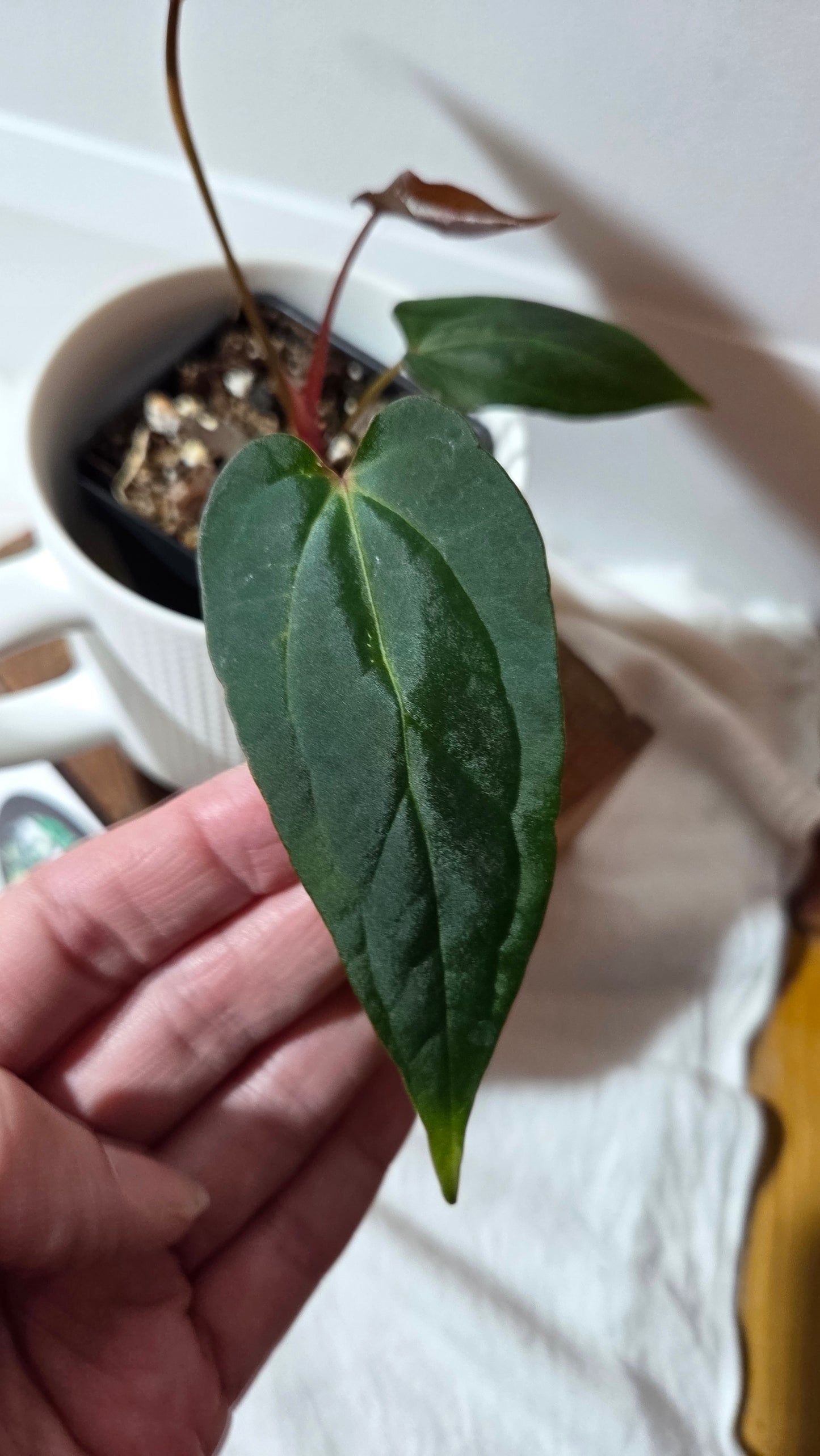 Anthurium Xone × Getafix "format PETIT" (ANT-651)