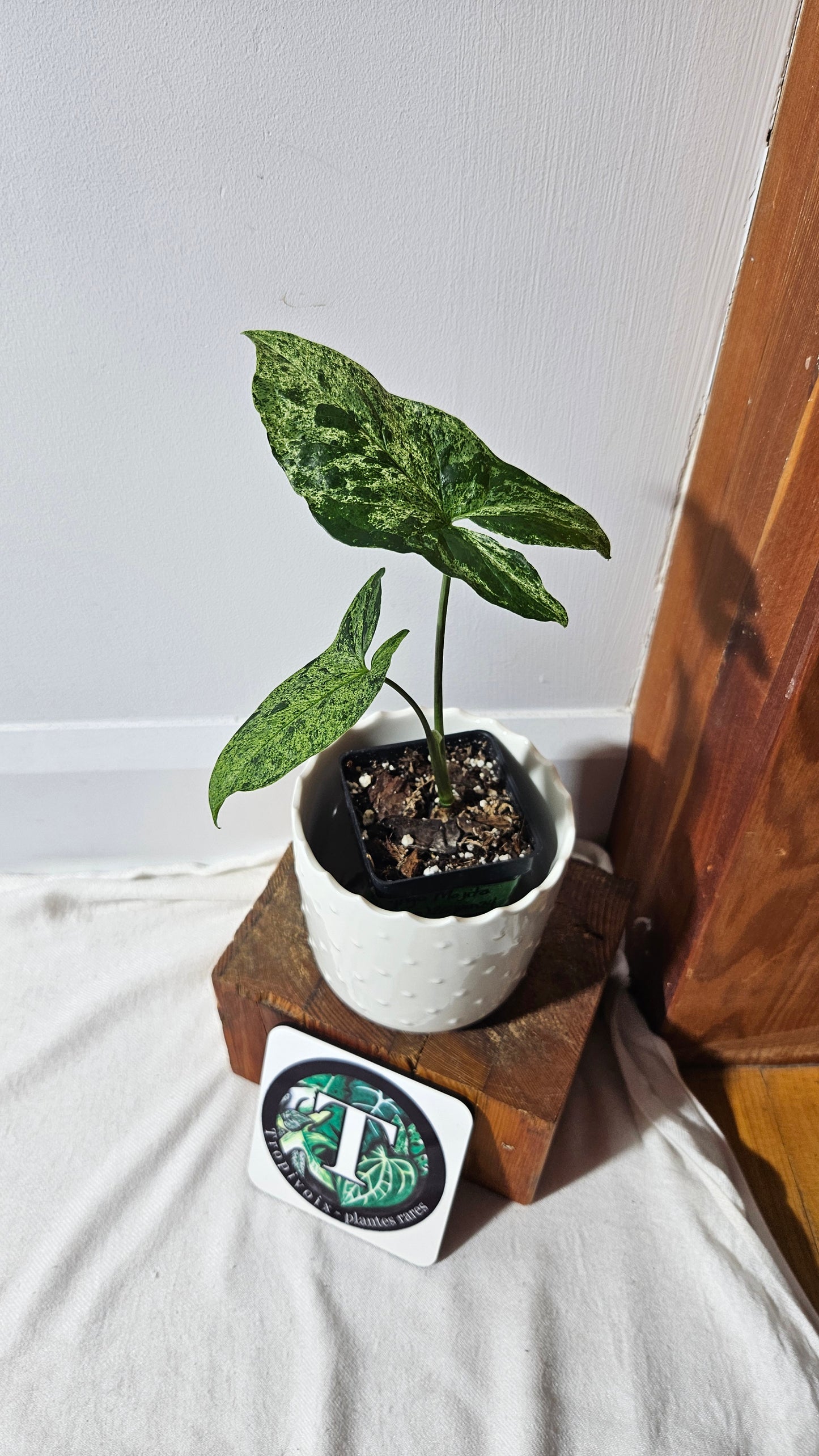 Syngonium Mojito (SYN-259)