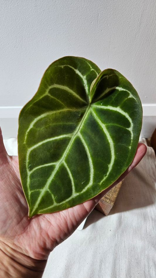 Anthurium Domino Hybrid "format MOYEN" (ANT-521)