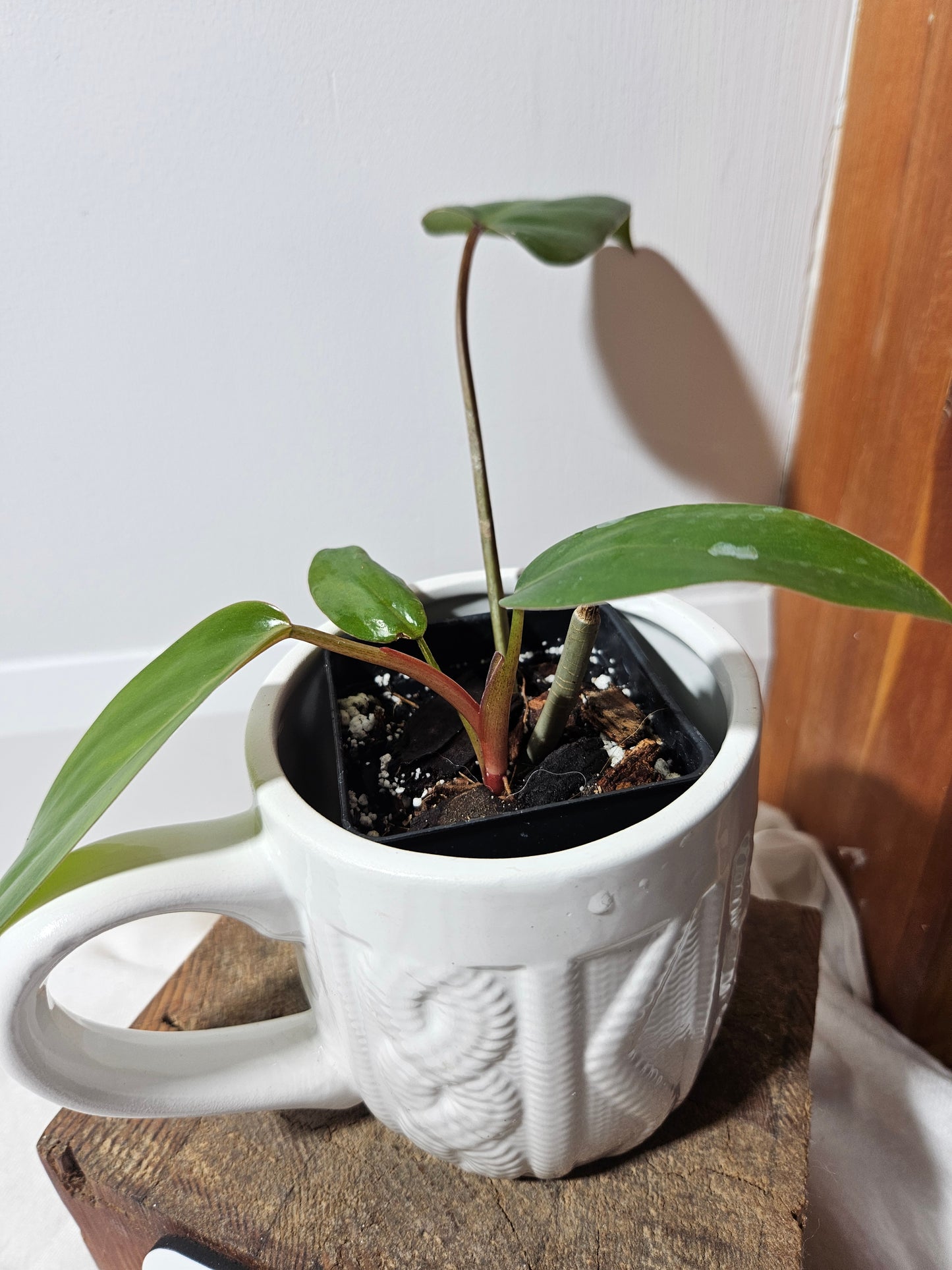 Philodendron Red Emerald (PHI-455)