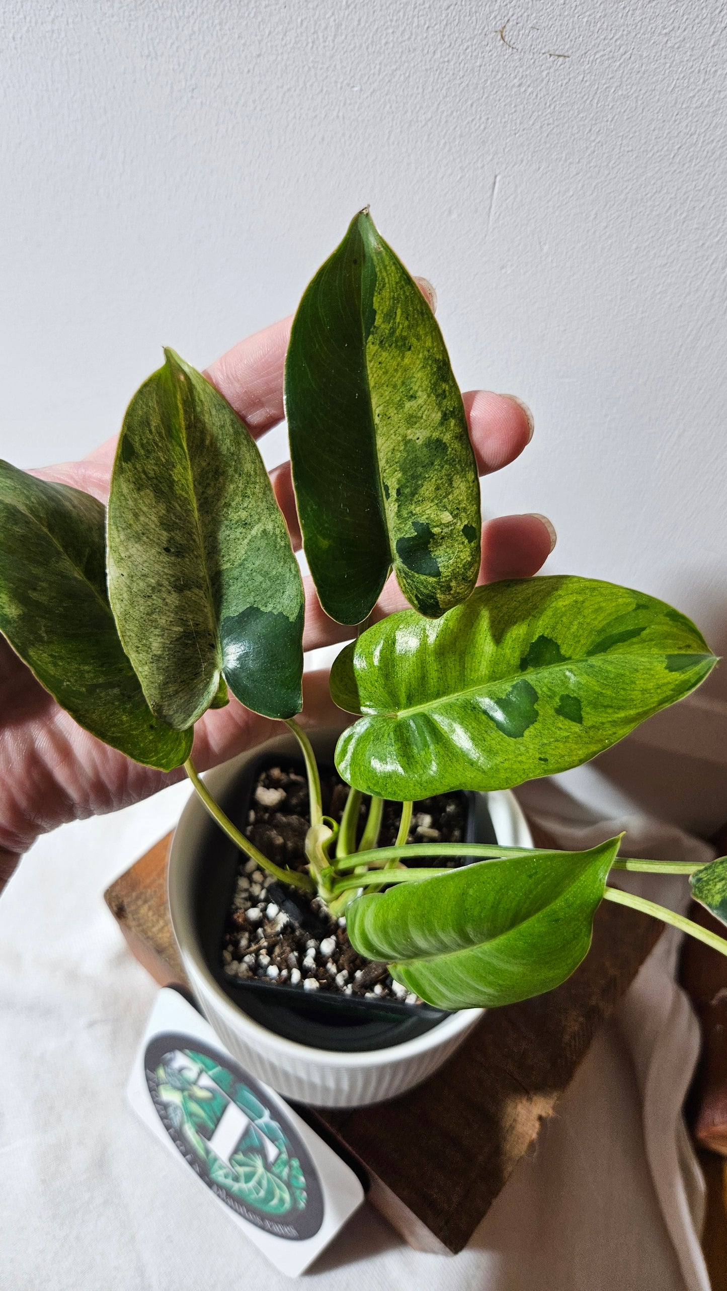 Philodendron BurleMarx Variegata  X Paraiso Verde (PHI-946)