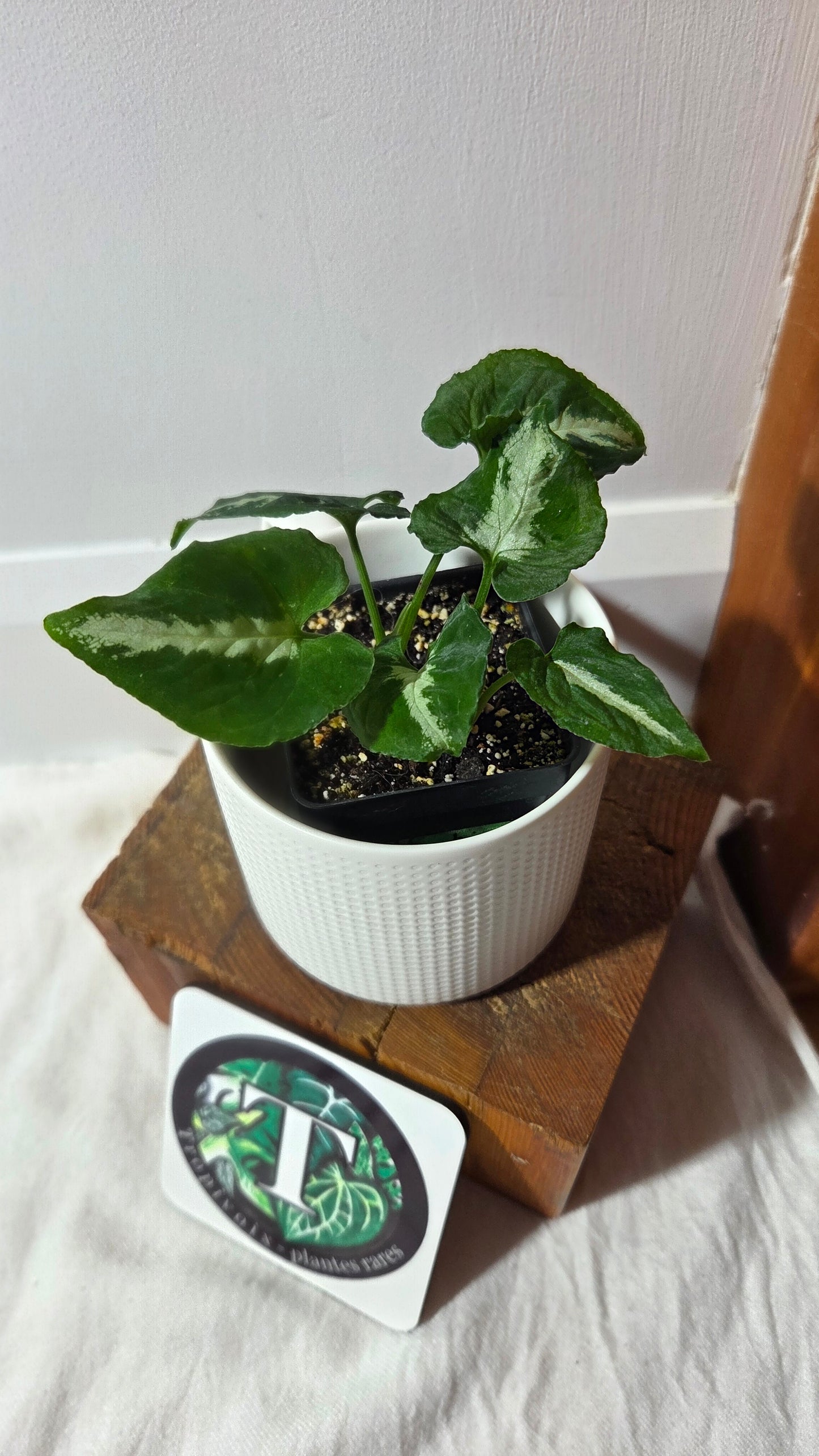 Syngonium Wendlandii "Southern Star"(SYN-483)