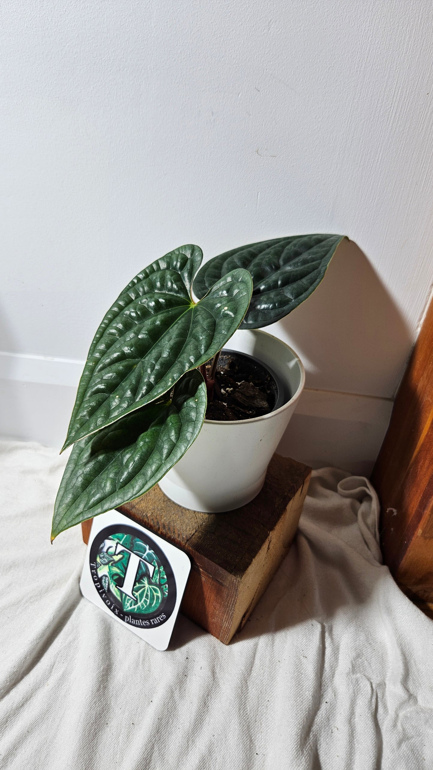 Anthurium Luxurians Tamarindo "format MOYEN" (ANT-218)