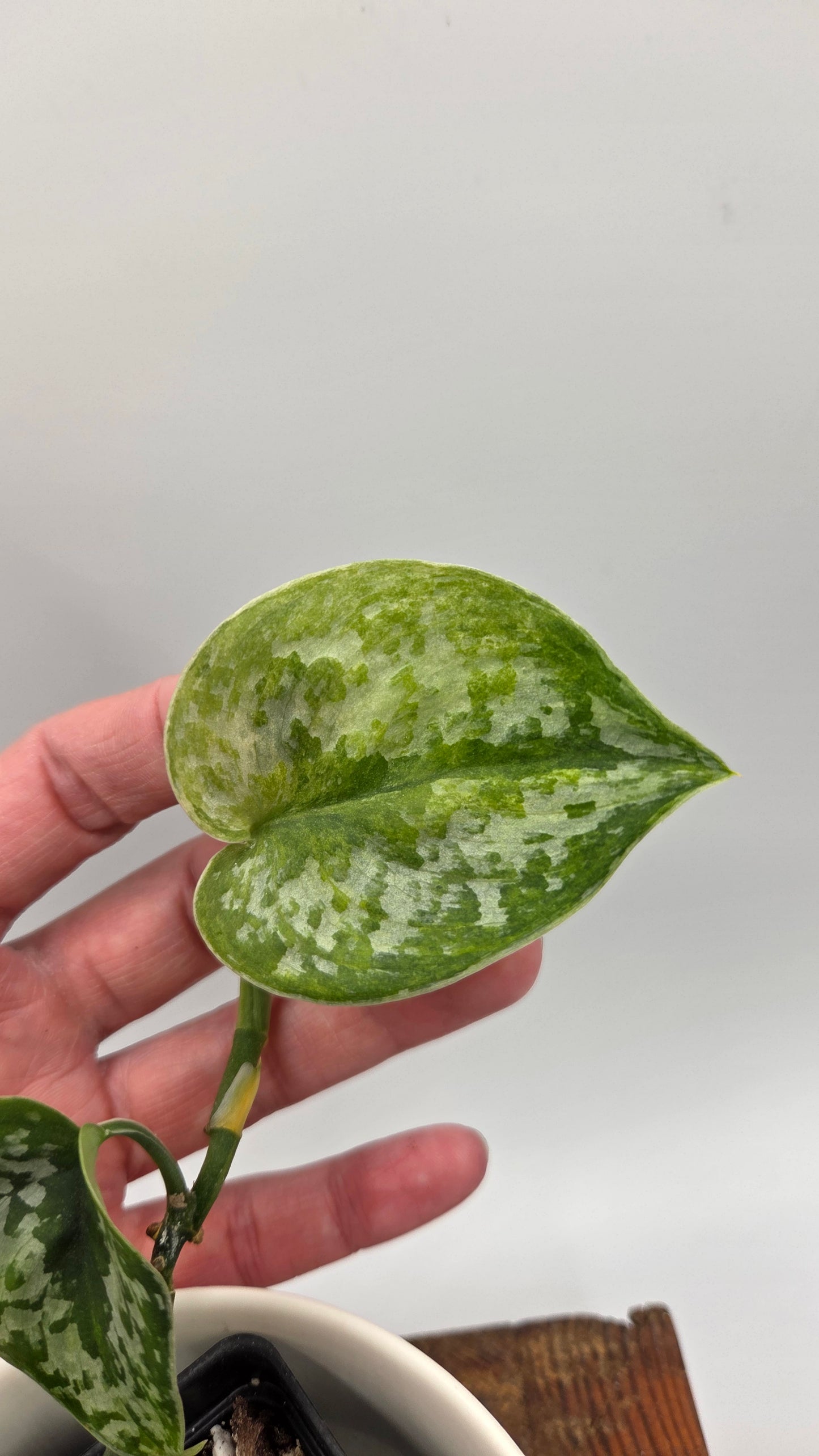 Scindapsus Geulis (SCI-1215)