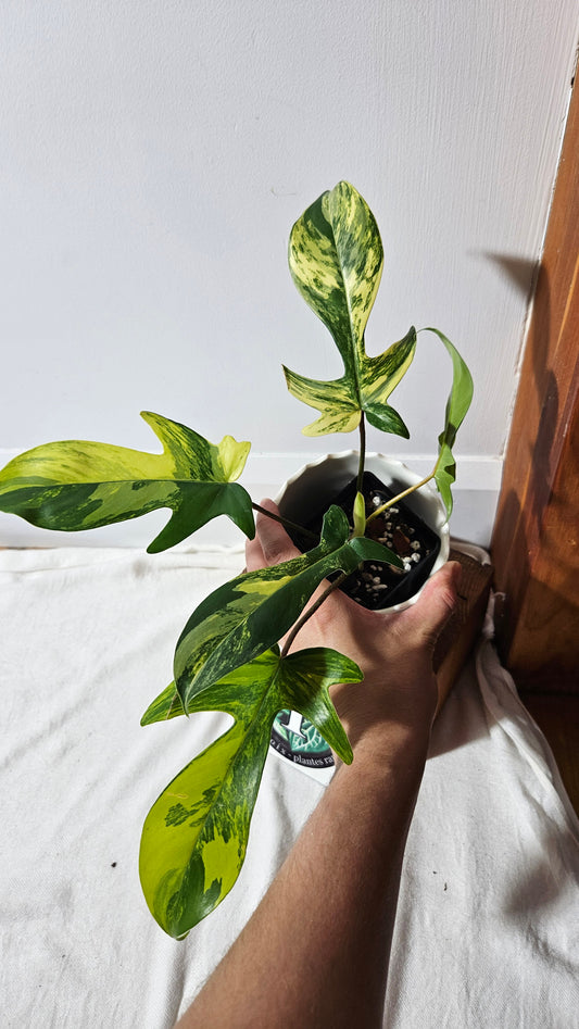 Philodendron Florida Beauty (PHI-817)