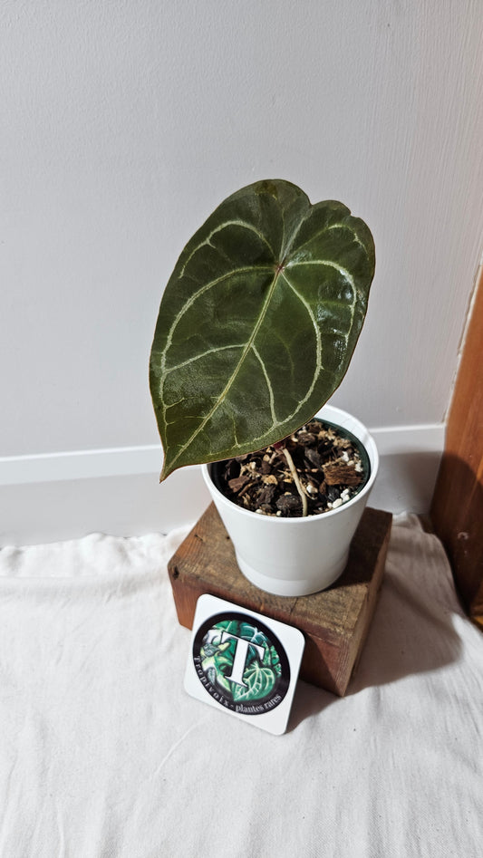 Anthurium Forgetti hybrid "format MOYEN" (ANT-121)