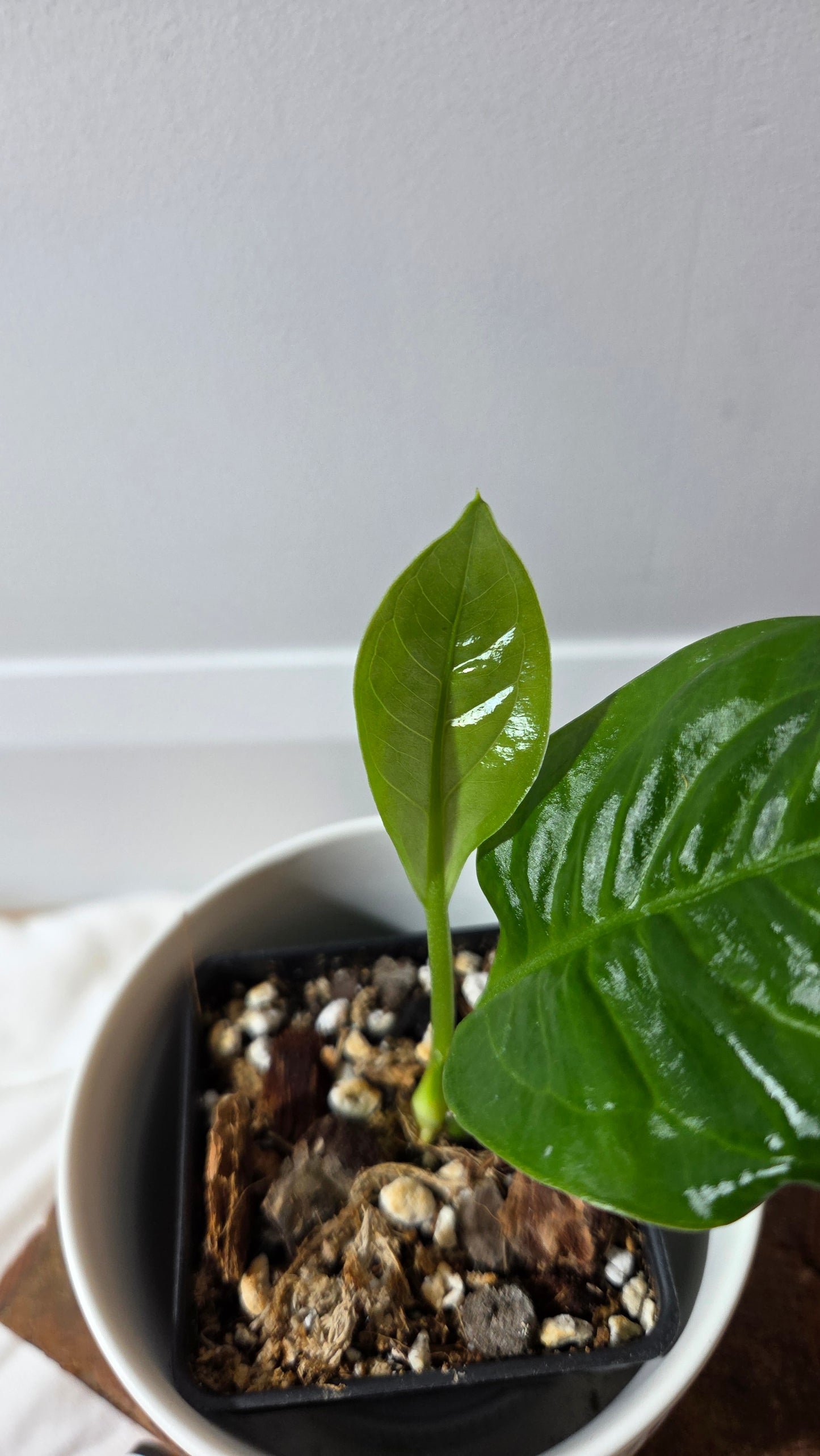 Anthurium Oxycarpum X Reflexinervium "format PETIT"(ANT-661)