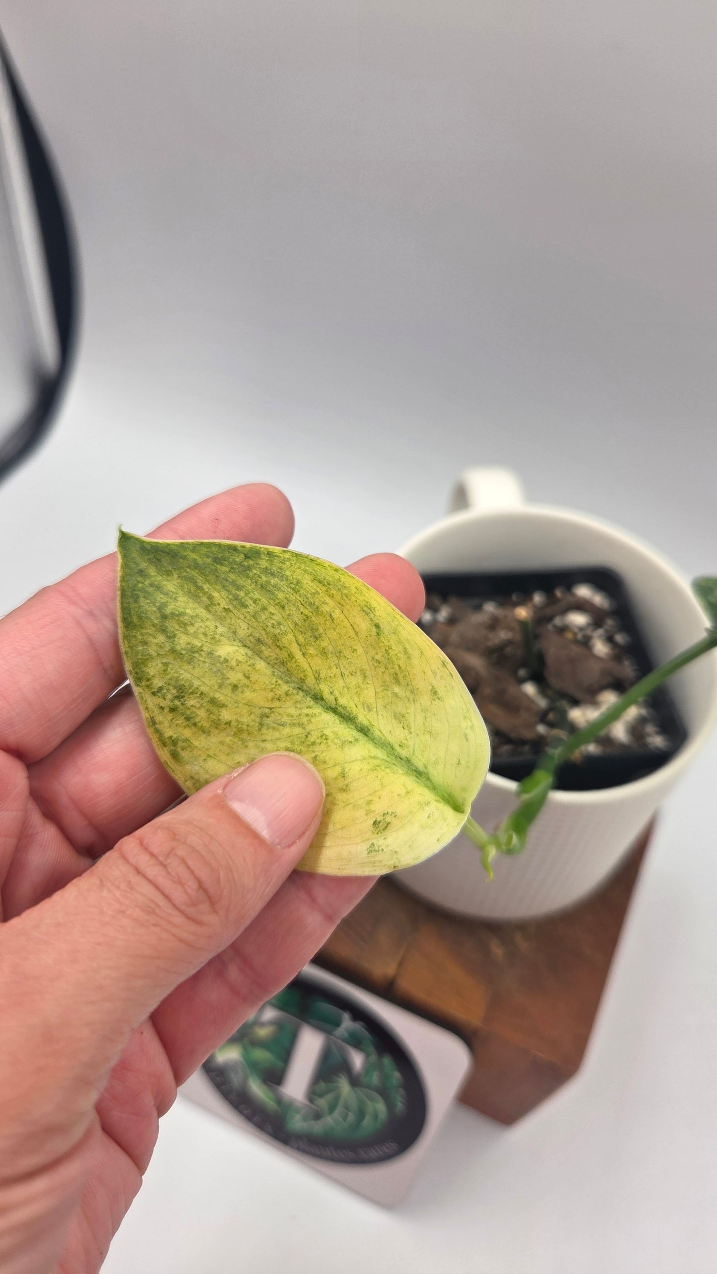 Scindapsus Silver Satin albo (SCI-1505)