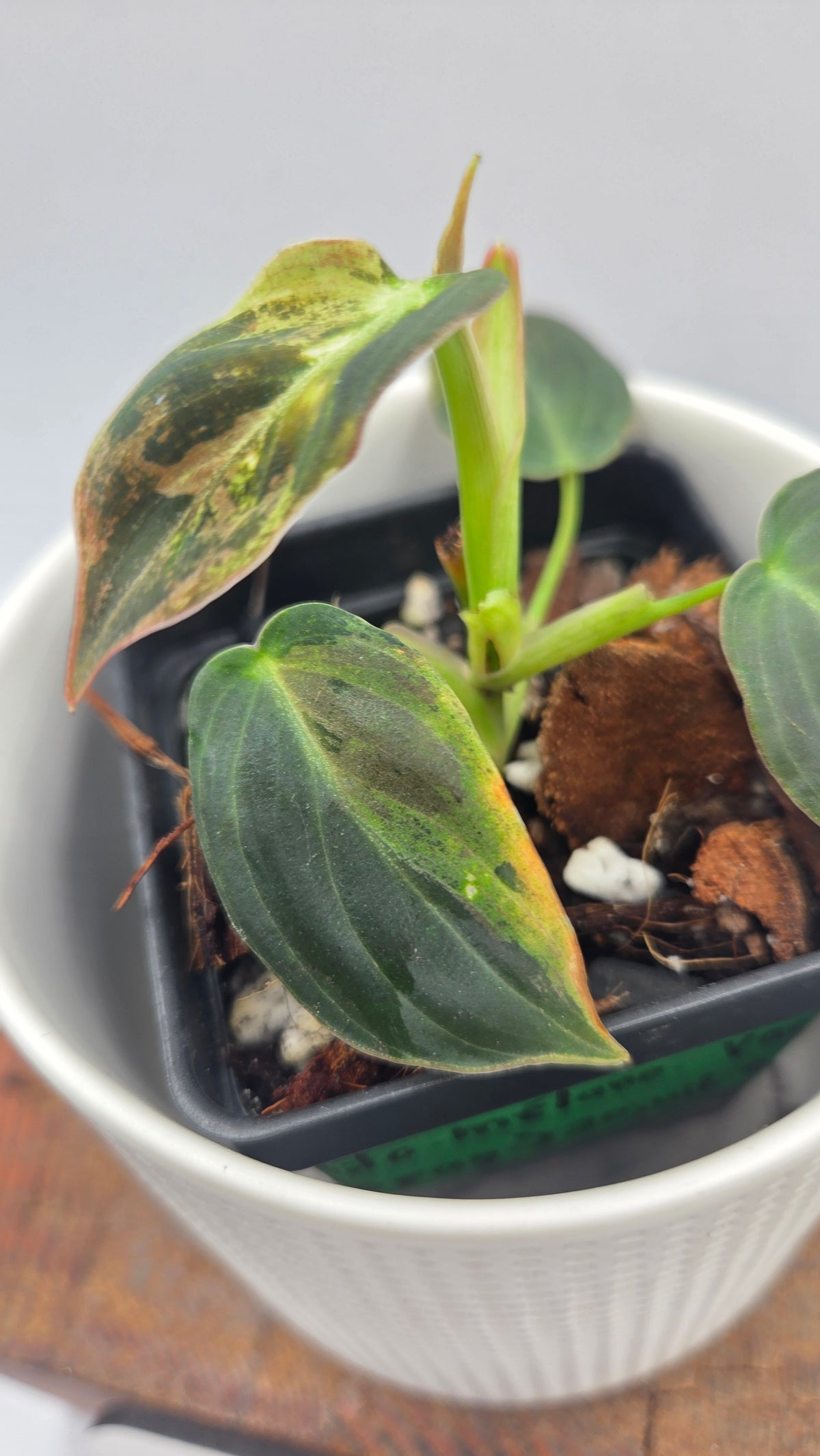 Philodendron Melanochrysum Variegata (PHI-1084)