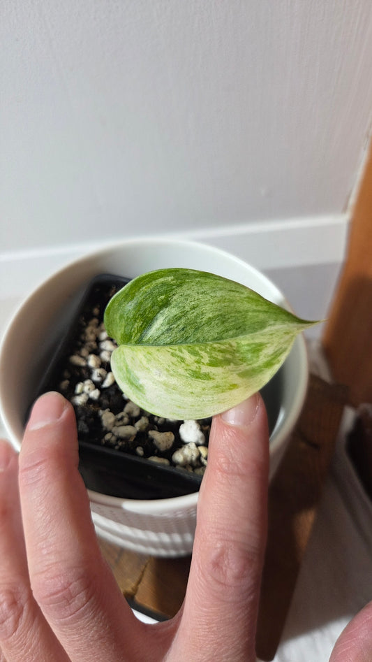 Scindapsus Blue Salaka (SCI-1159)