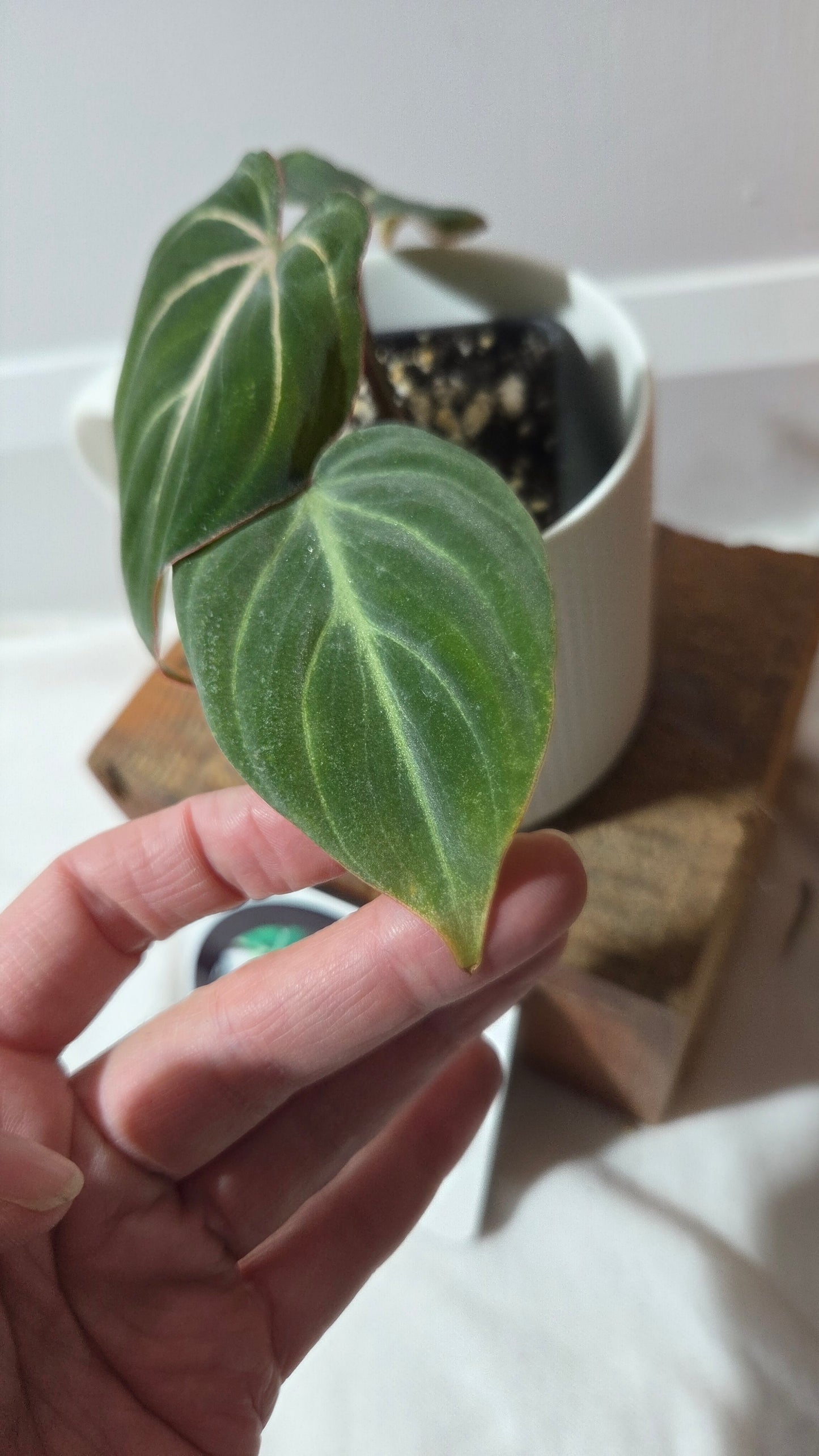 Philodendron Gloriosum Dark (PHI-999)