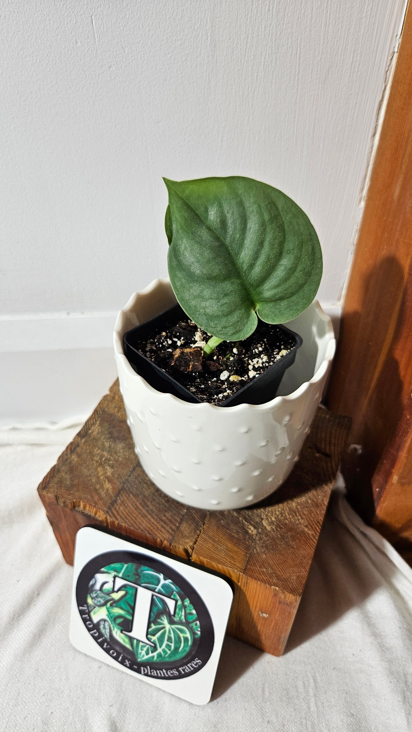 Scindapsus Dark Splash Bornéo (SCI-1035)
