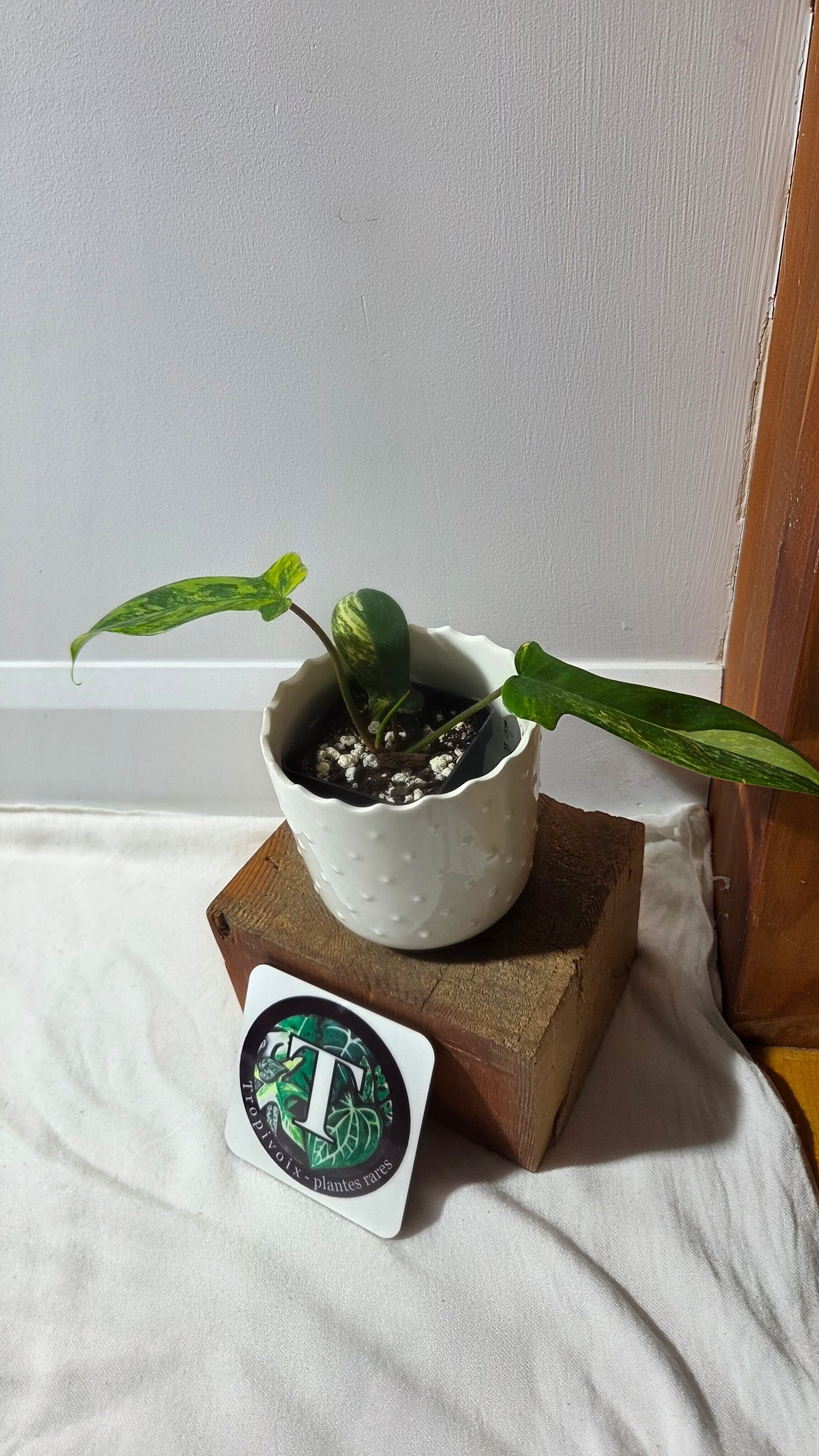 Philodendron Florida Beauty (PHI-963)