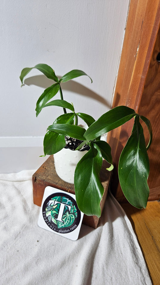 Philodendron Tripartitum (PHI-793)