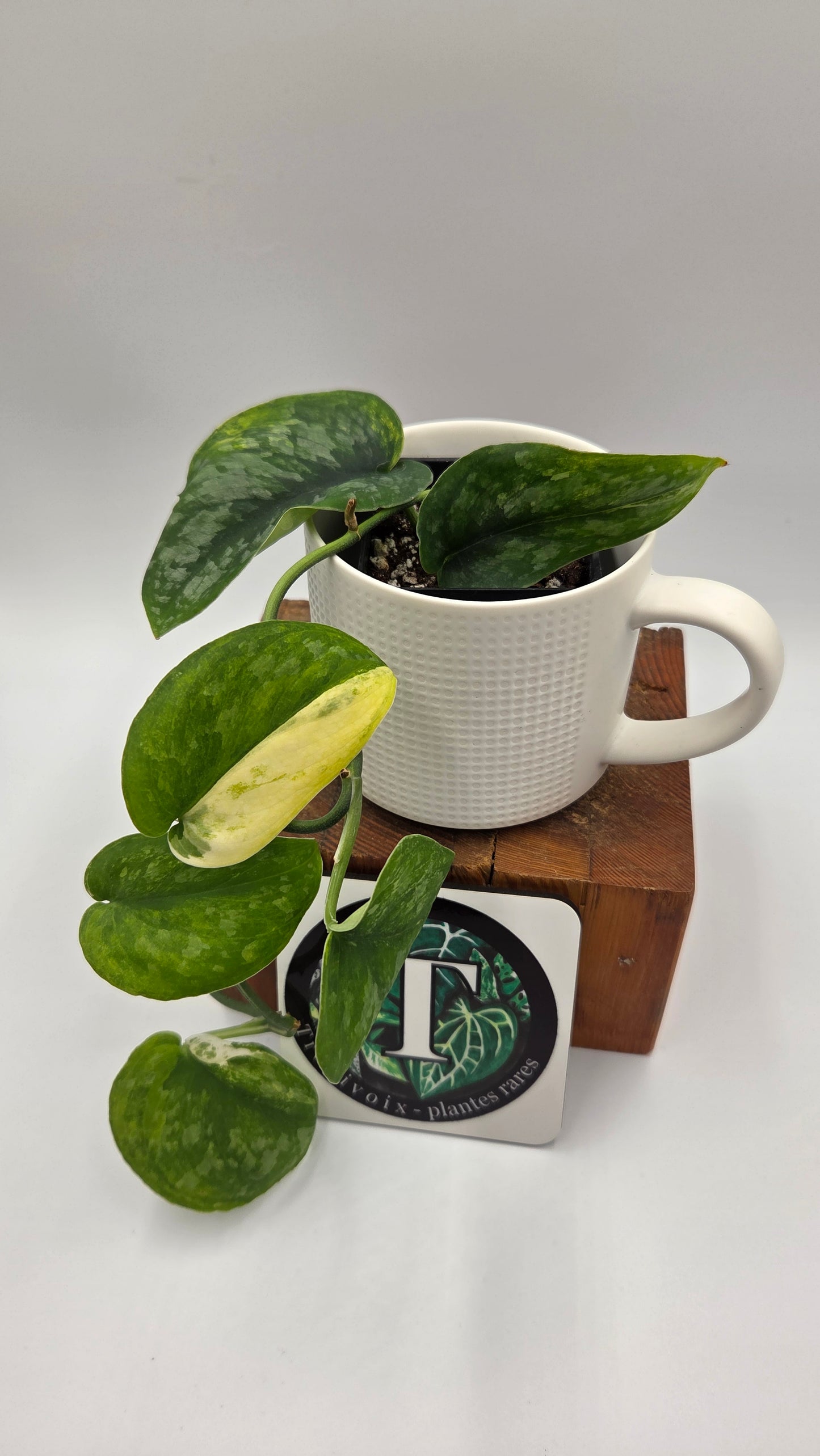 Scindapsus Silver Splash "Green on Green" (SCI-14345)