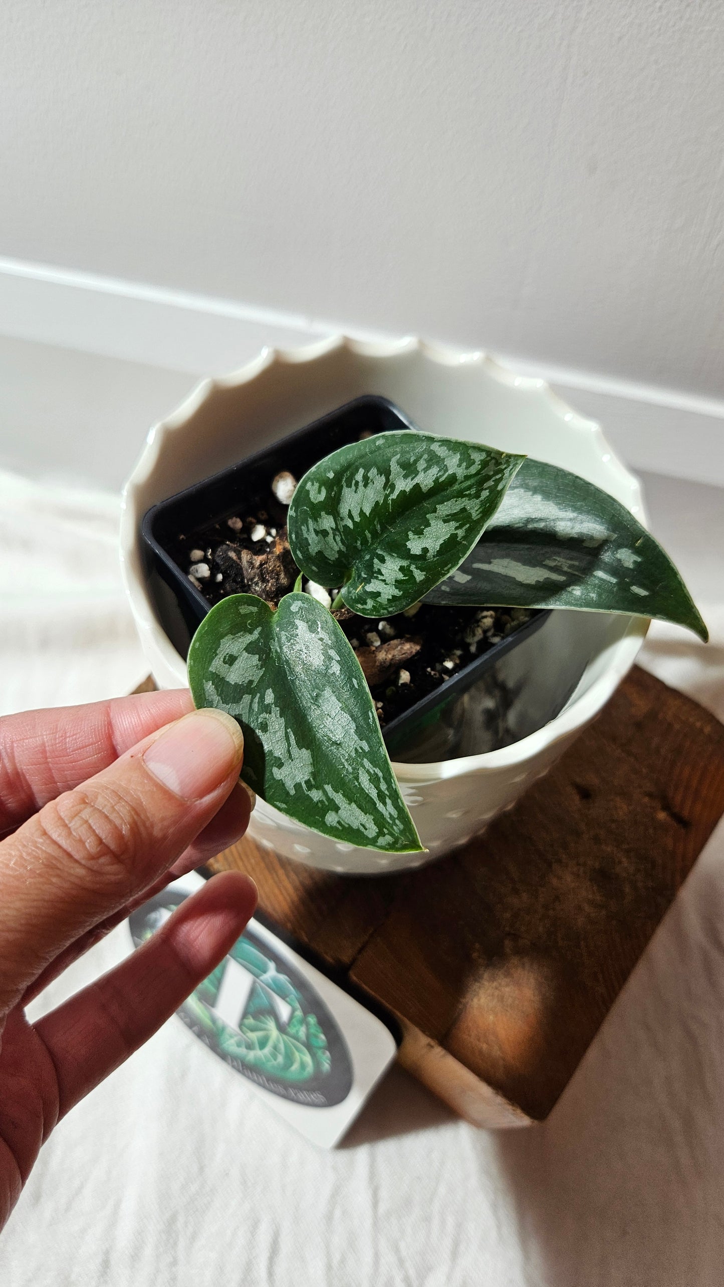 Scindapsus Black Exotica (SCI-1329)