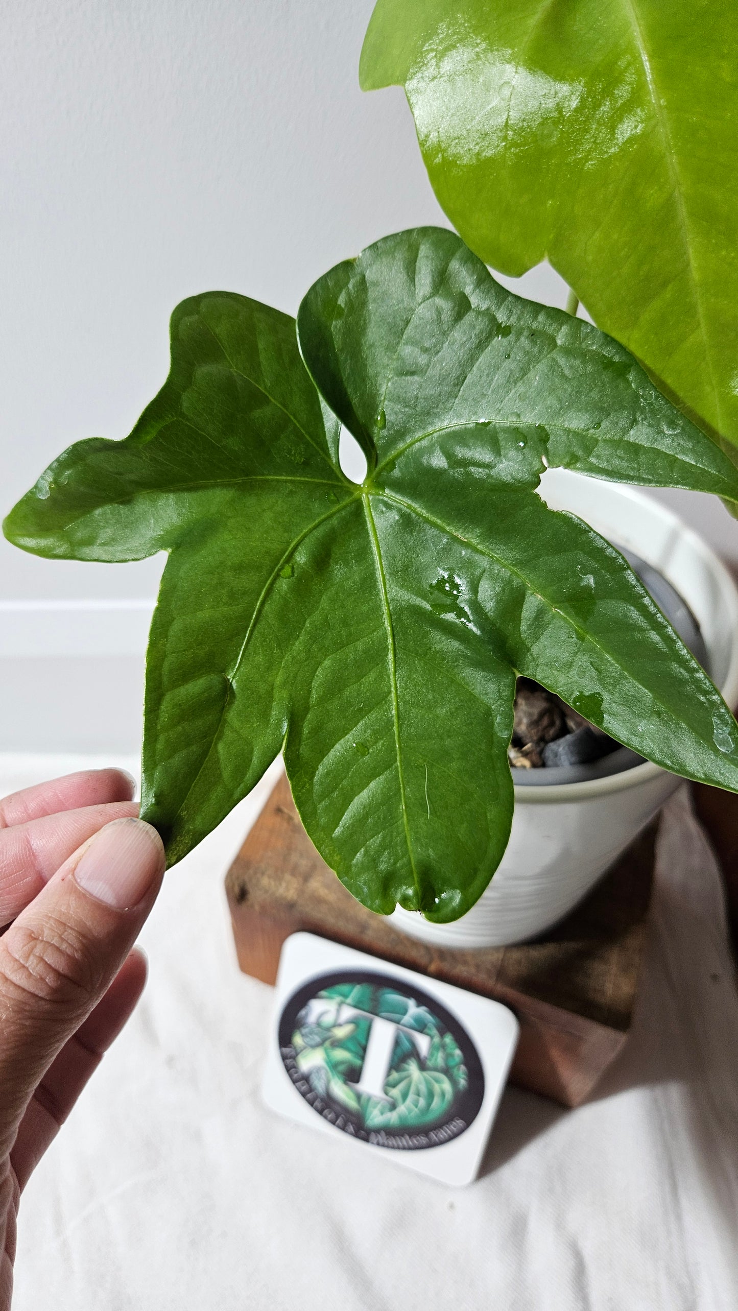 Anthurium Pterodactyl "format MOYEN" (ANT-554)