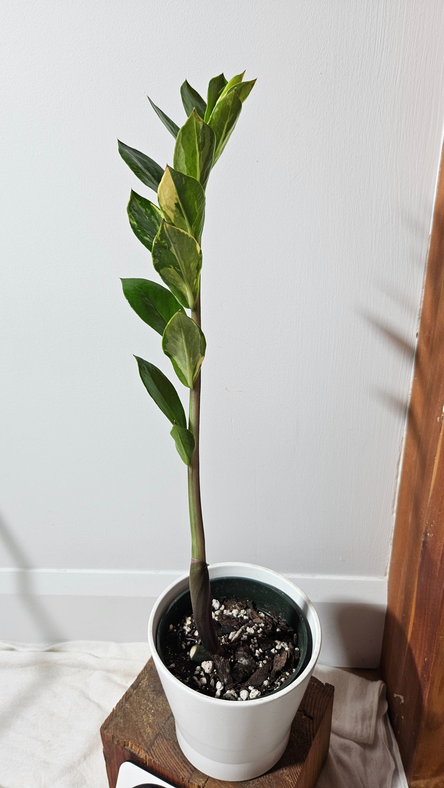 Zamioculcas zamiifolia Variegata/ZZ (AUT-032)