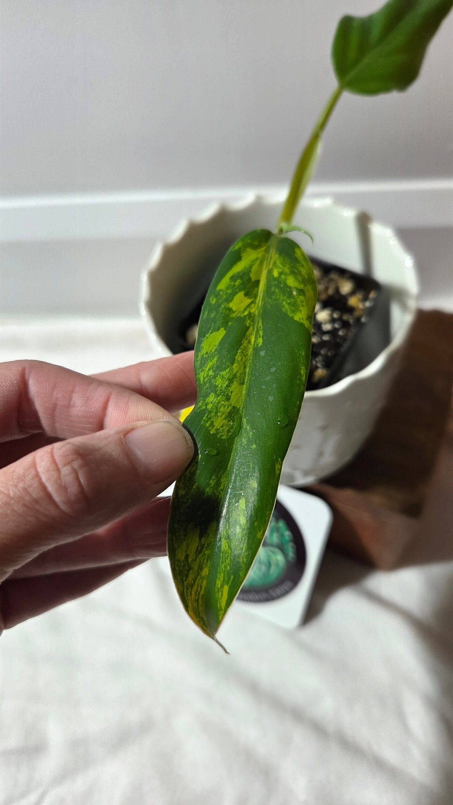 Philodendron Domesticum Variegata (PHI-966)