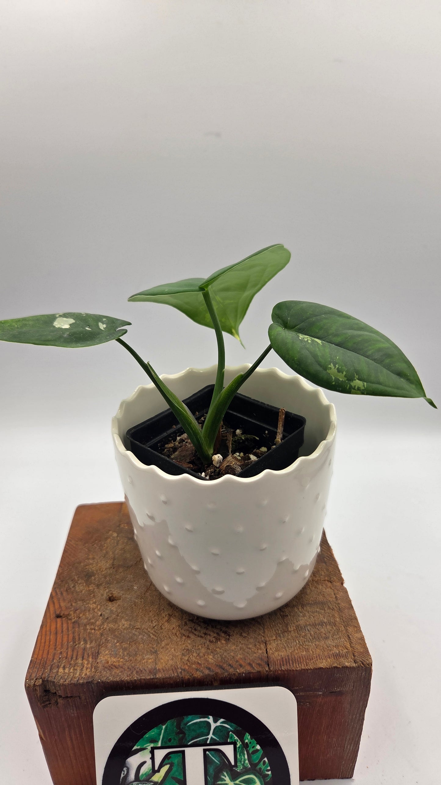Syngonium Chiapense Albo (SYN-466)