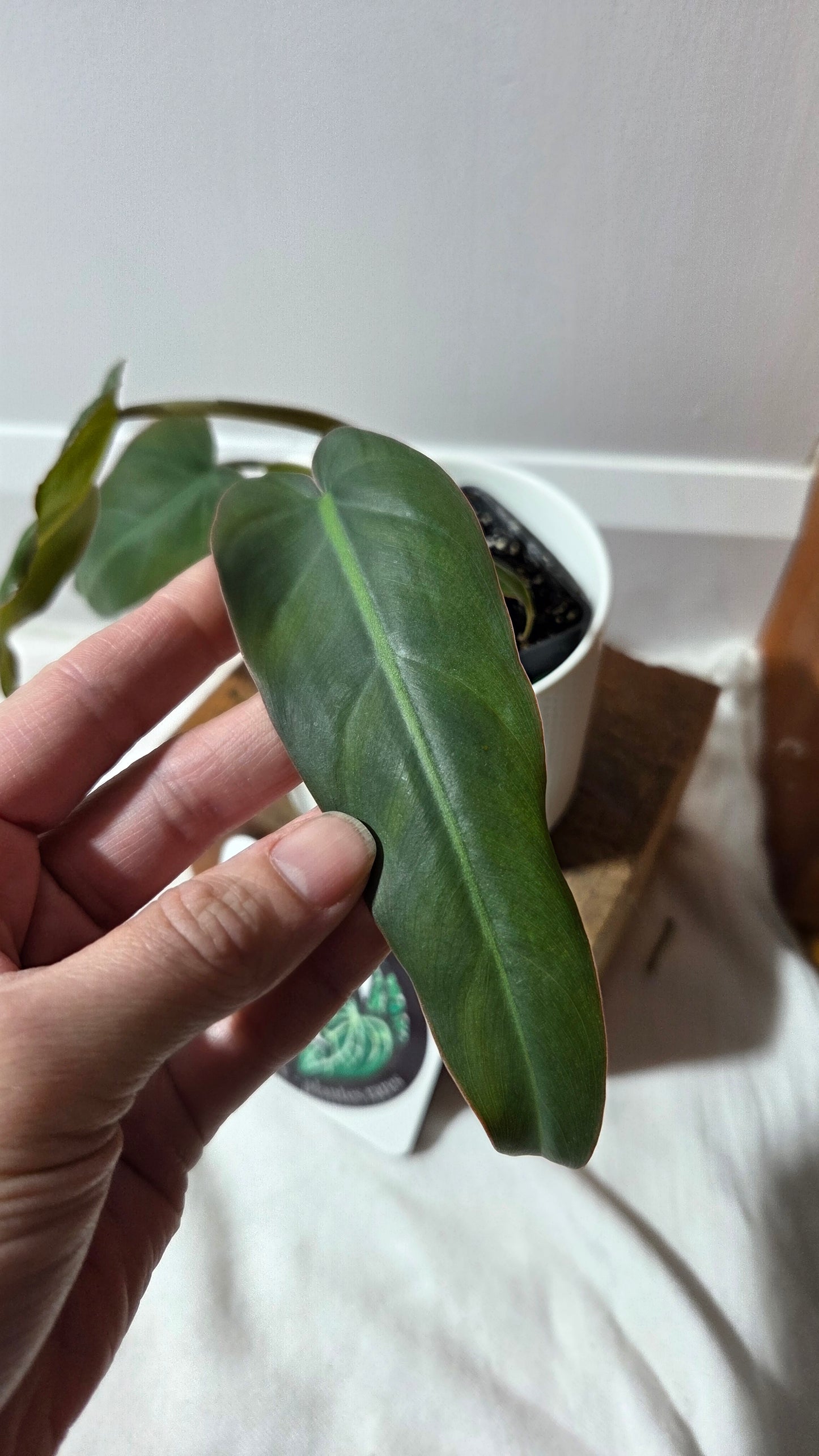 Philodendron Maximum (PHI-981)