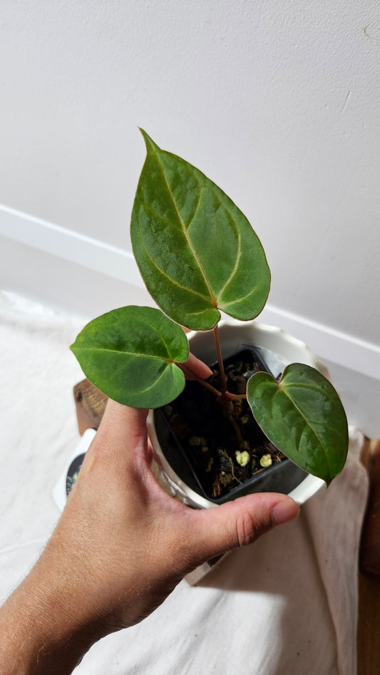 Anthurium AOS (Indo) "format PETIT" (ANT-474)
