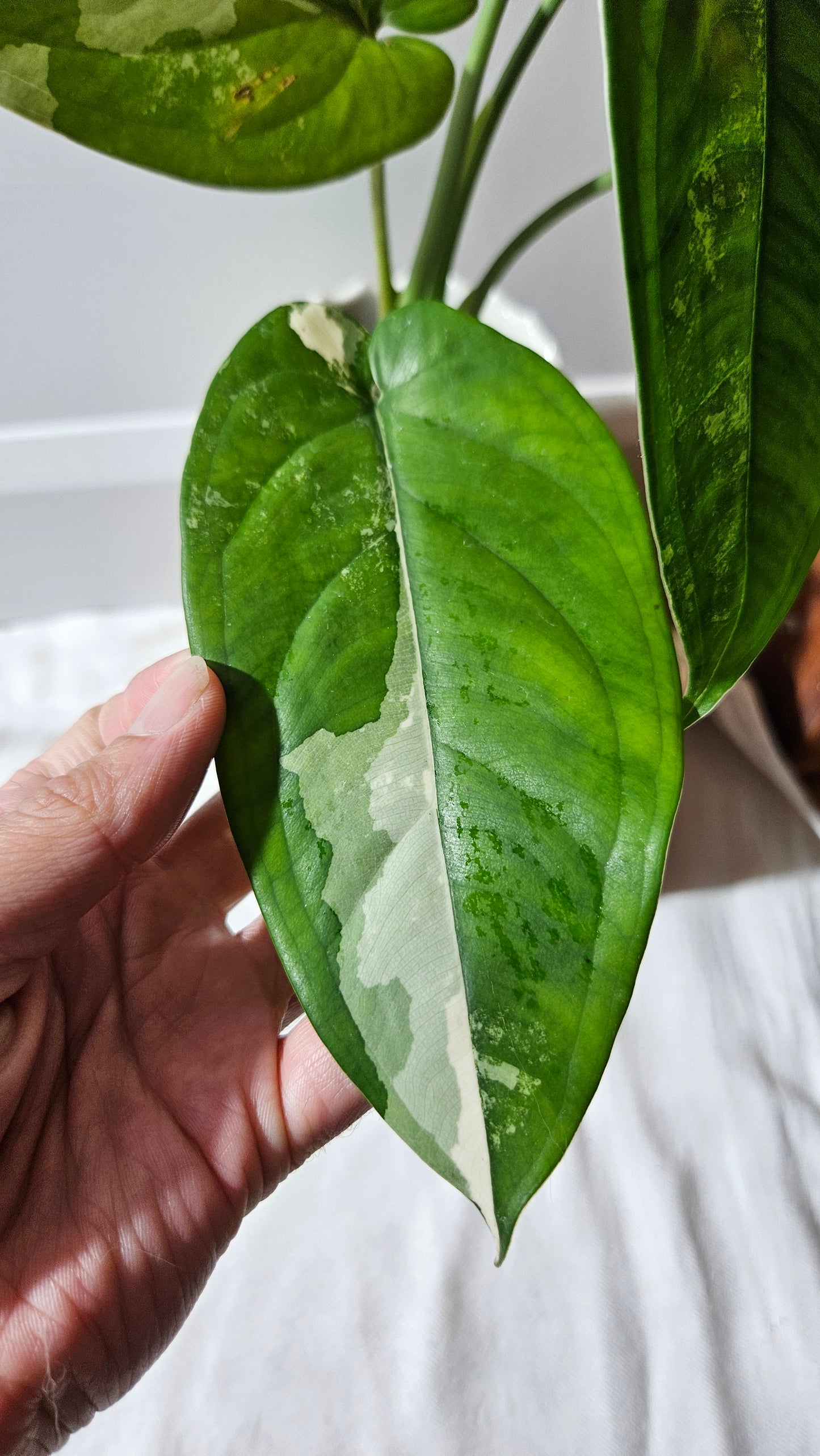 Syngonium Chiapense Albo (SYN-460)