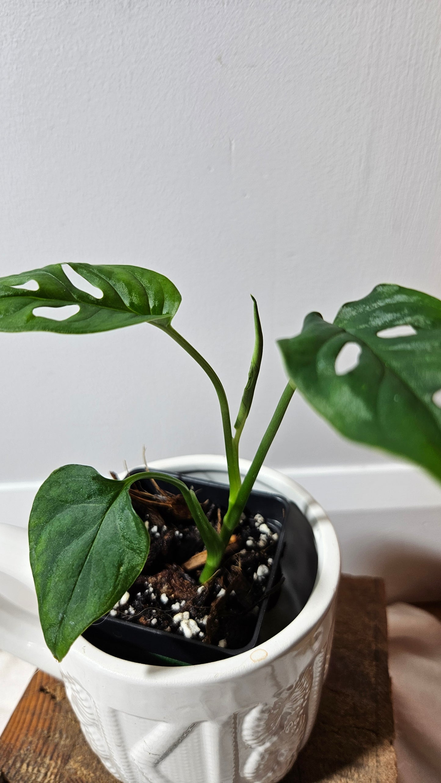 Monstera Obliqua Aff Cenepa (MON-186)