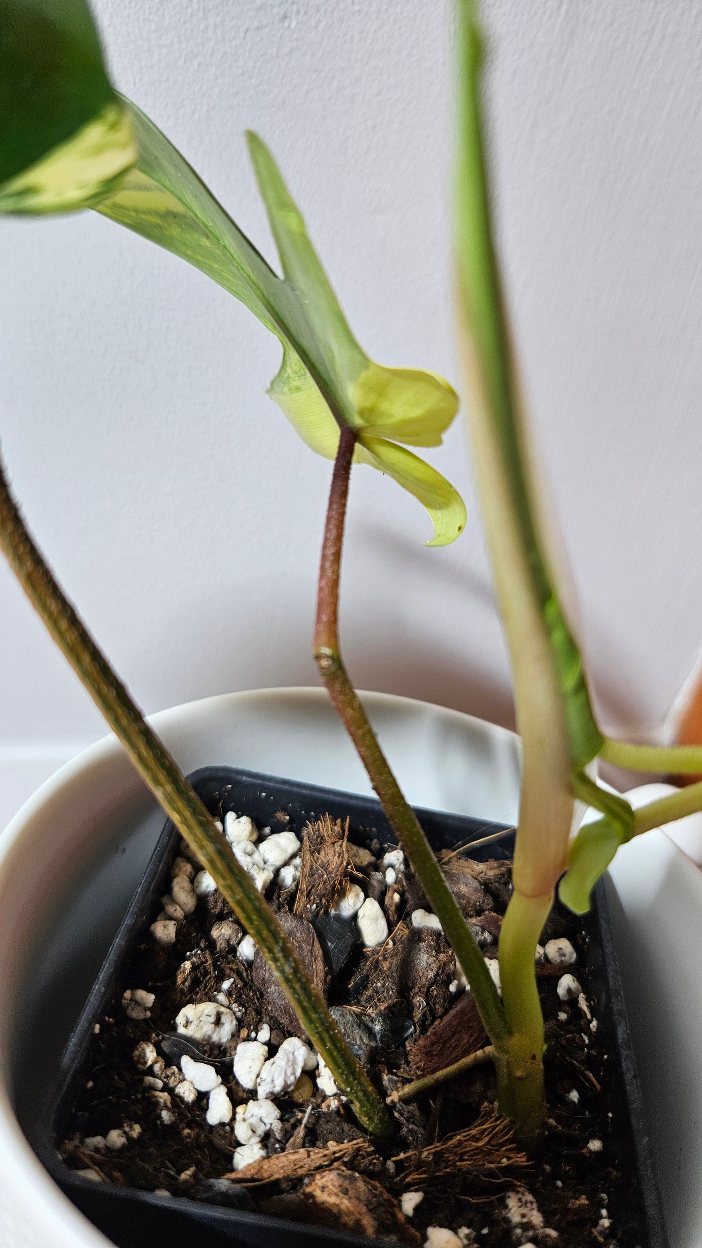 Philodendron Florida Beauty (PHI-938)